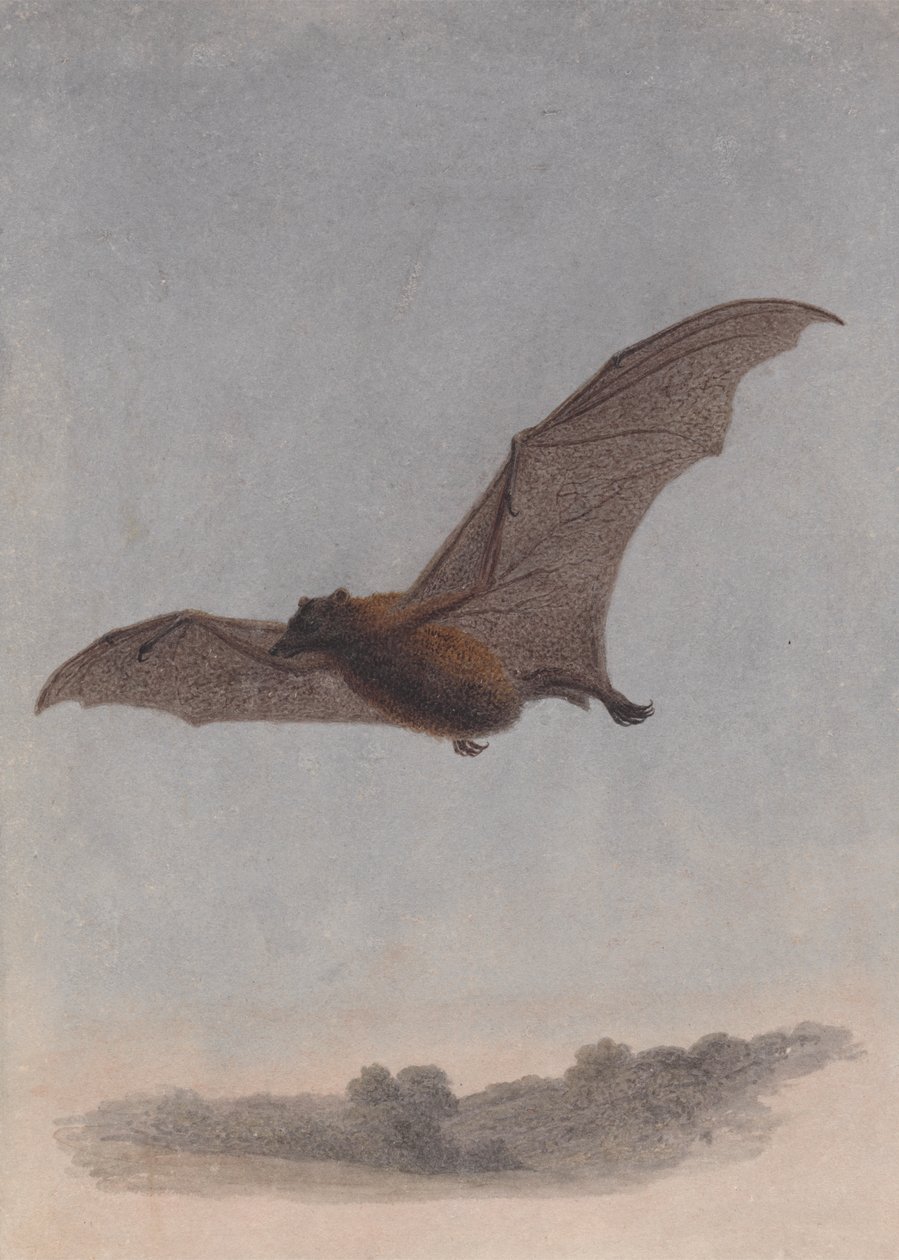 Studie van een vampiervleermuis door Samuel Howitt