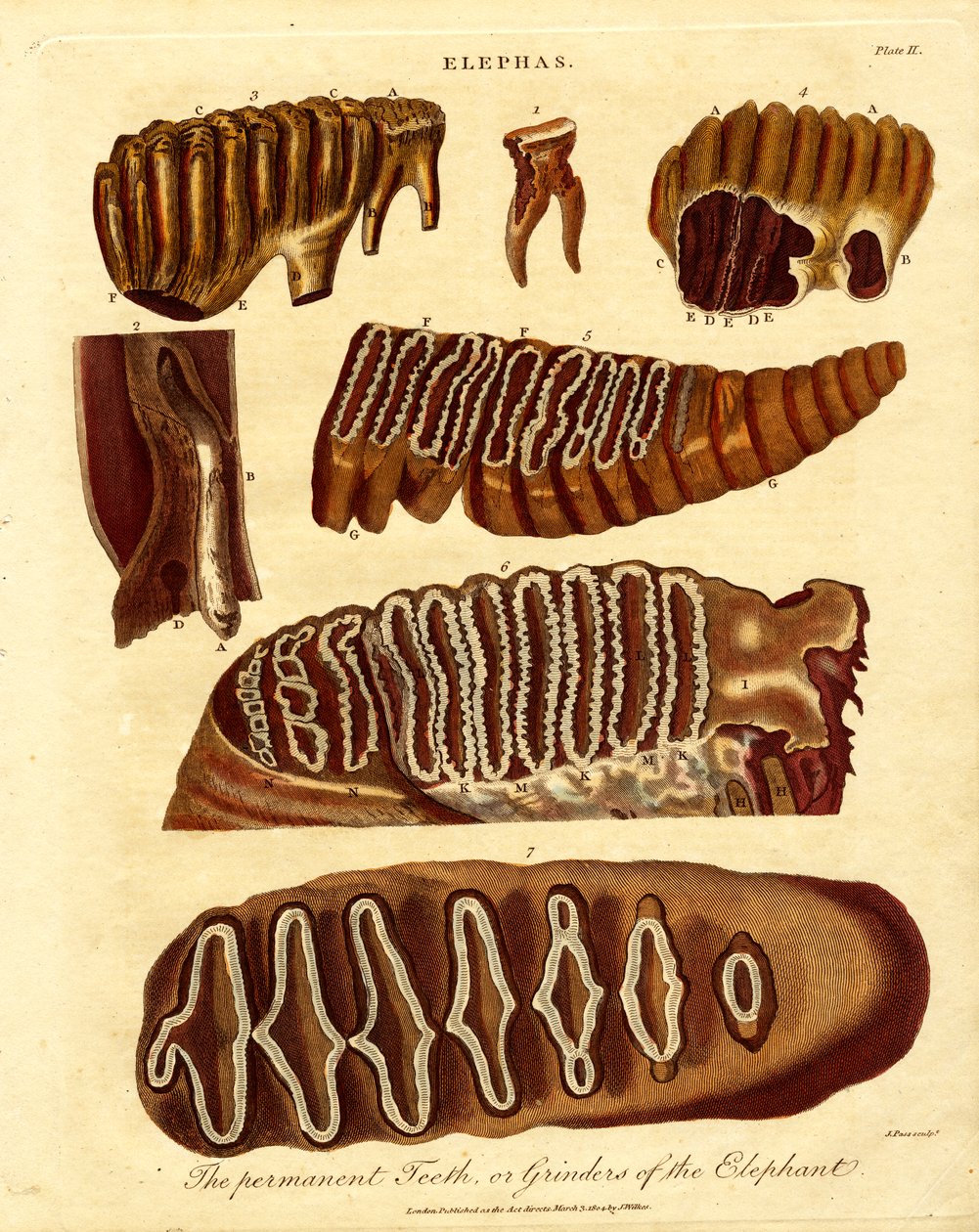 De permanente tanden; of slijpers van de olifant door Samuel John Neele