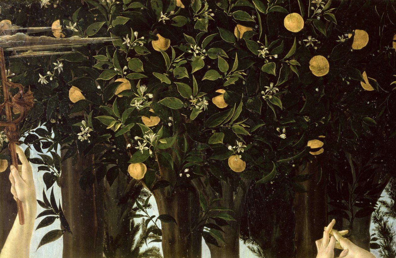 Primavera, detail van de sinaasappelboom, ca. 1478 door Sandro Botticelli