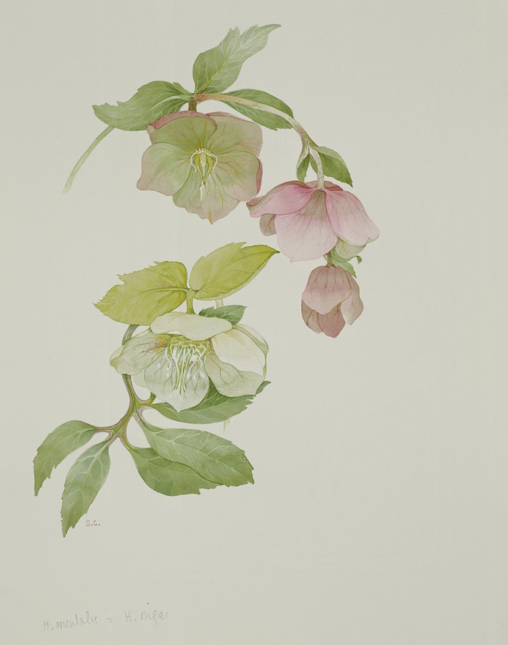 Helleborus orientalis en Helleborus niger door Sarah Creswell