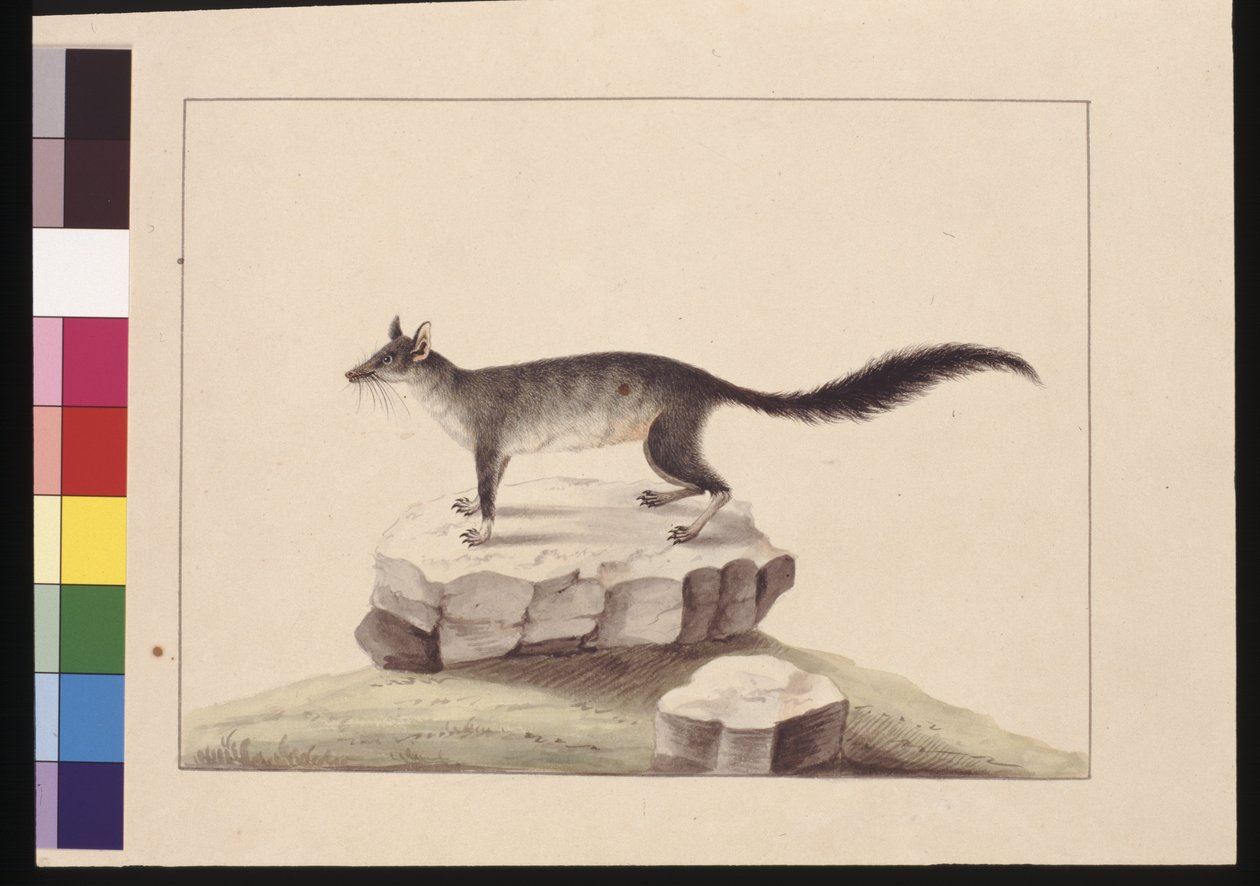 Pagina 10. Tapoa Tafa. Nu bekend als een Borstelstaart Phascogale, c.1789-90 door Sarah Stone