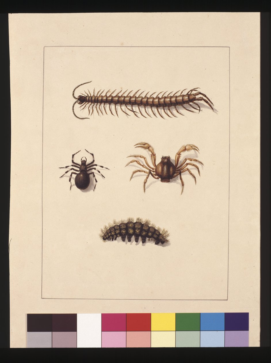 Pagina 11. Insecten van New South Wales. Nu bekend als gewone duizendpoot, spin geslacht Isopeda, soldatenkrab, rups, c.1789-90 door Sarah Stone