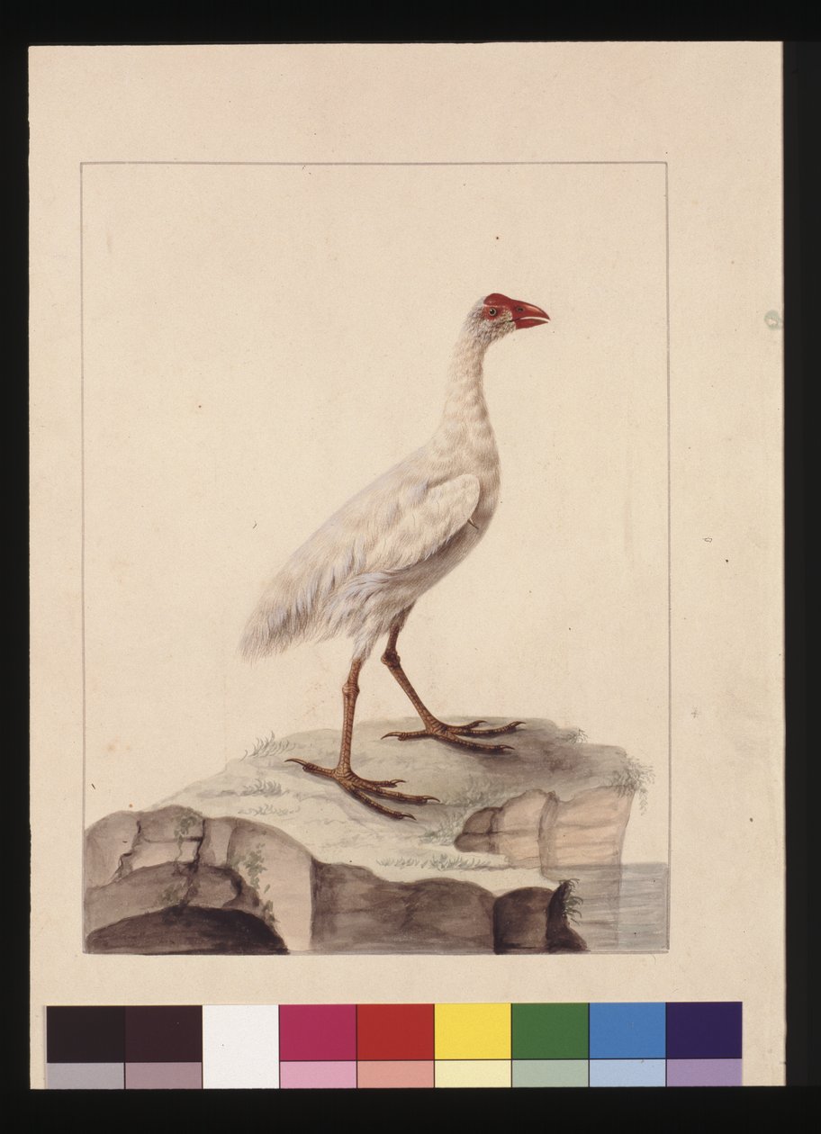 Pagina 16. Witte Fulica. Nu bekend als een Witte Gallinule (uitgestorven) door Sarah Stone