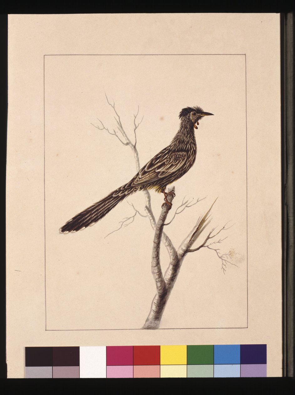 Pagina 17. Wrattenbijeneter. Nu bekend als een Rode Wrattenvogel, ca. 1789-90 door Sarah Stone