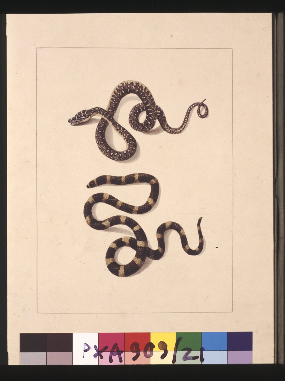 Pagina 21. Slangen nr. 1 & nr. 2. Nu bekend als een jonge diamantslang & een bandy bandy, c.1789-90 door Sarah Stone