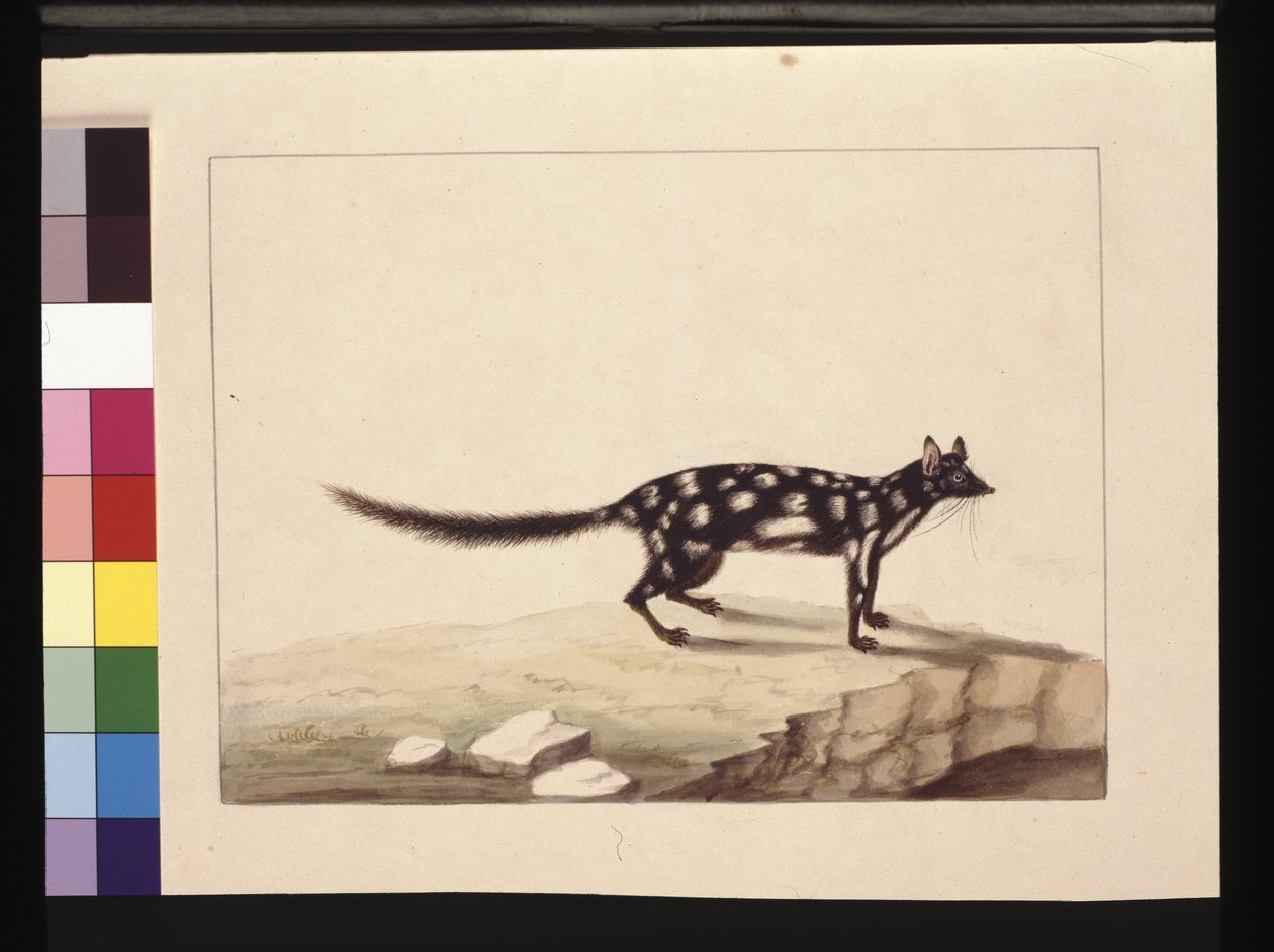 Pagina 28. Een Tapoa Tafa. Nu bekend als een Dasyurus quoll. Lijkt een kopie van Sarah Stone van een plaat van Charles Catton Junr., c.1789-90 door Sarah Stone