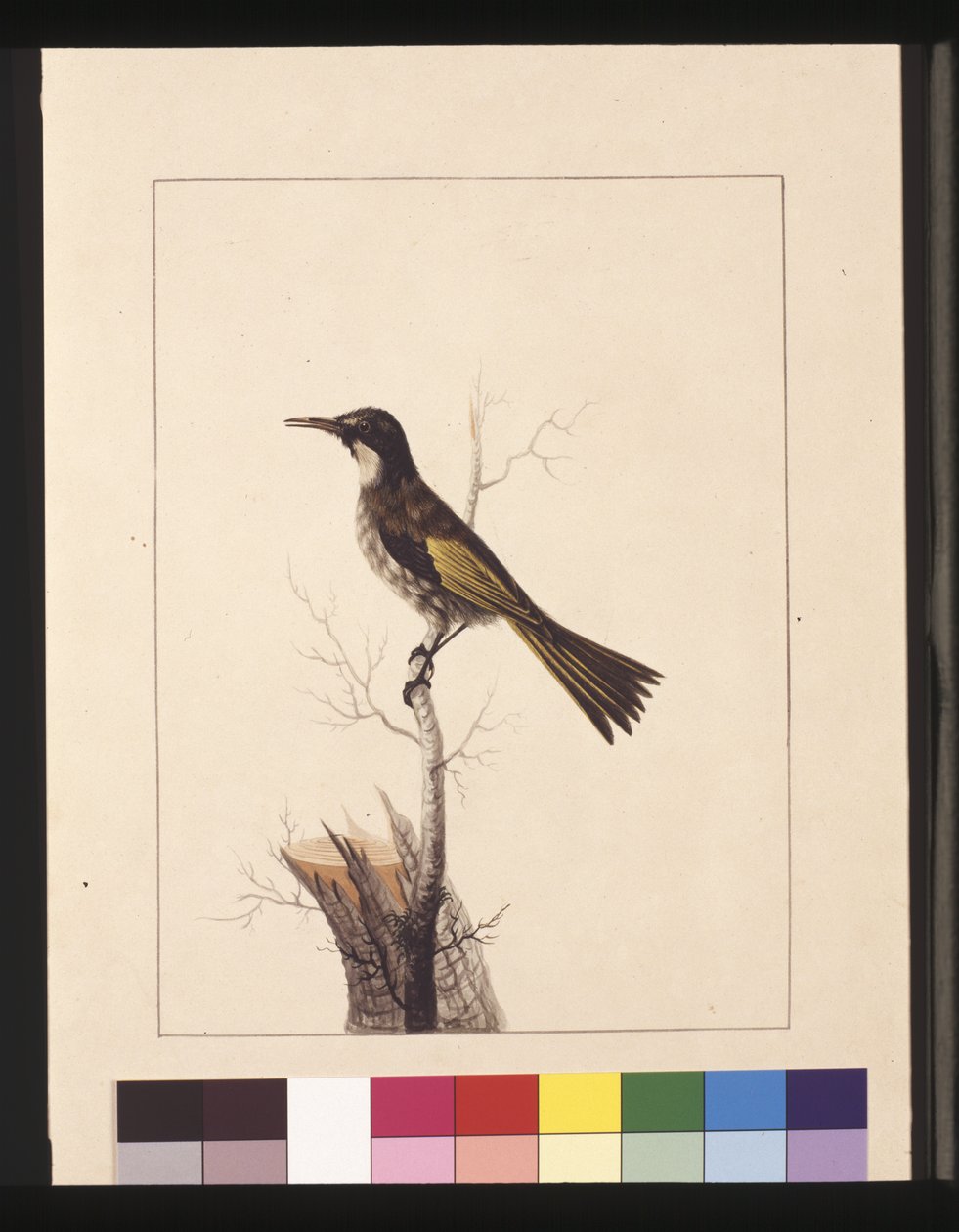 Pagina 5. New Holland Creeper. Nu bekend als een witwanghoningeter, c.1789-90 door Sarah Stone