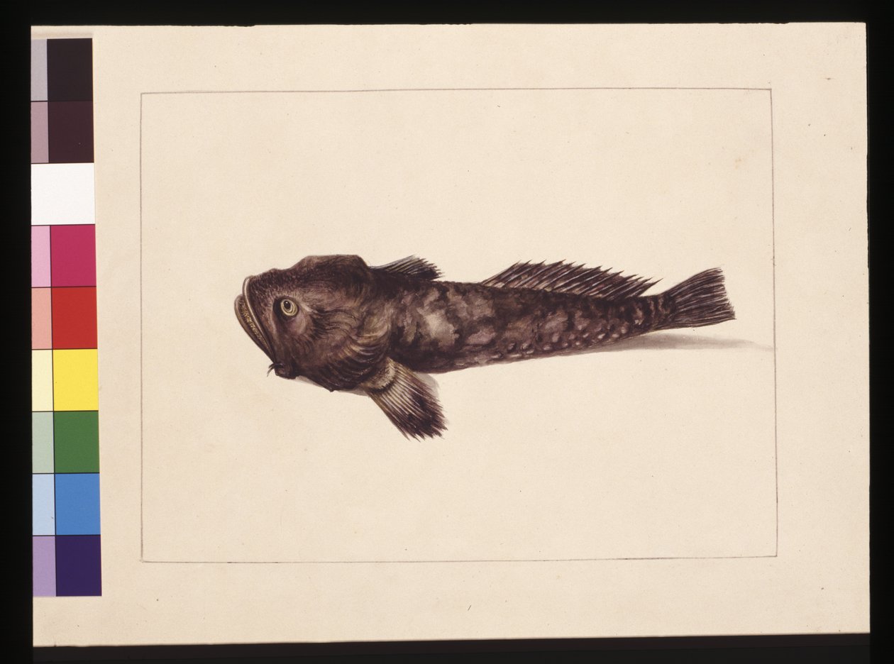 Pagina 8. Twijfelachtige Lophius. Nu bekend als een kikkervis, c.1789-90 door Sarah Stone