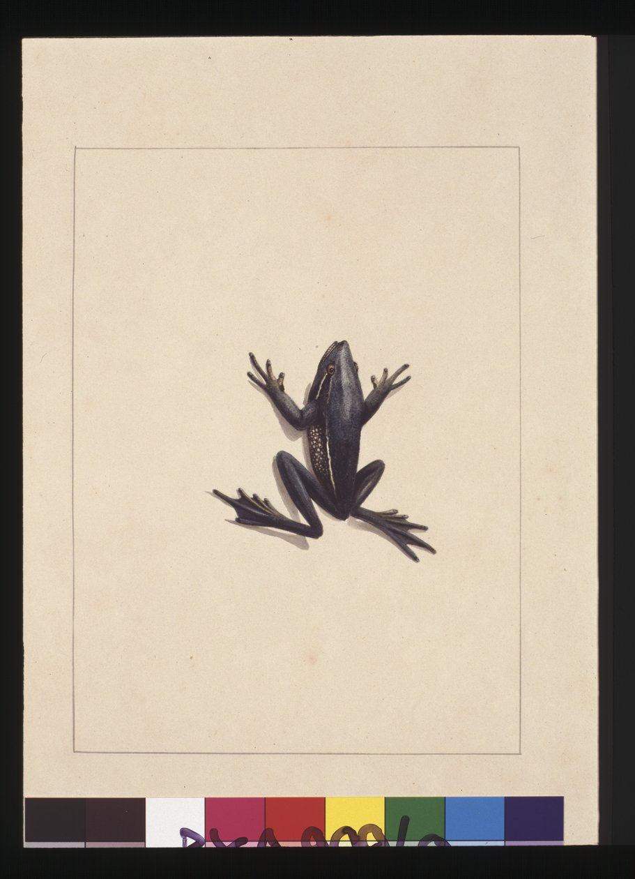 Pagina 9. Blauwe Kikker. Nu bekend als een Groene Boomkikker, ca. 1789-90 door Sarah Stone