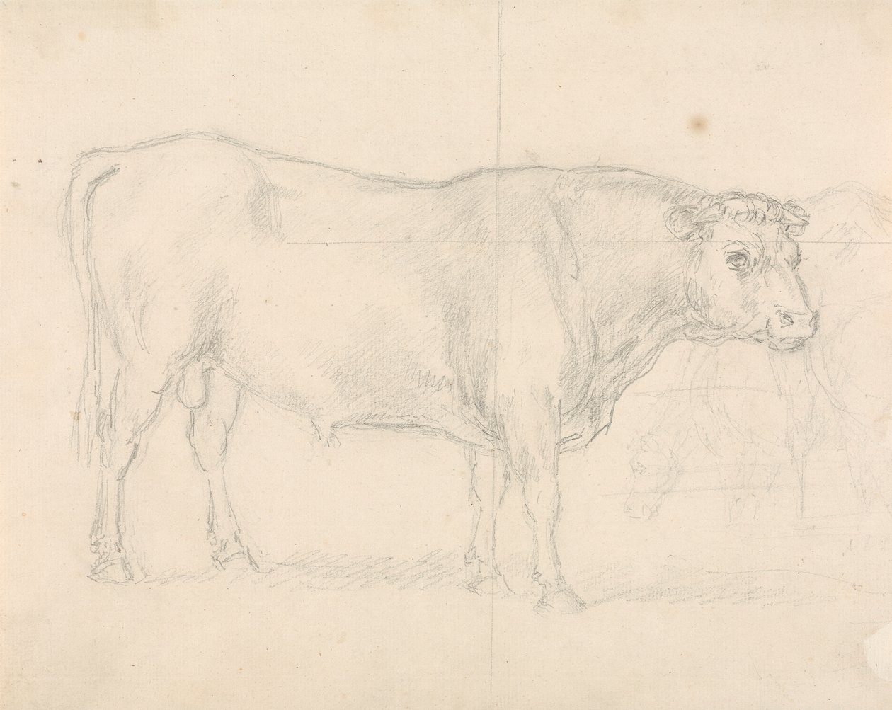 Studie van een stier door Sawrey Gilpin