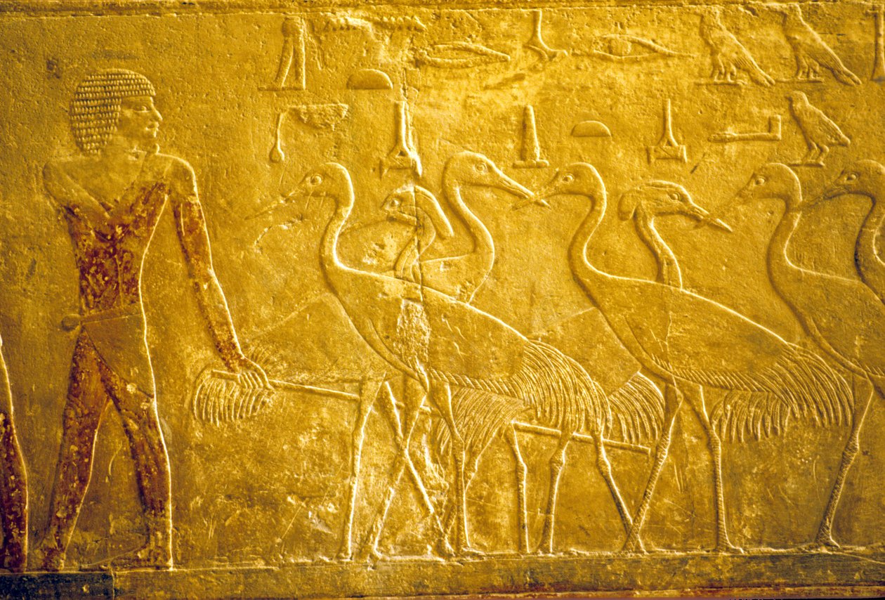 Oude Egypte, muurschildering, Mastaba/Graf van Ti, Saqqara, 5e Dynastie, Een boer die tamme kraanvogels leidt door School Egyptian