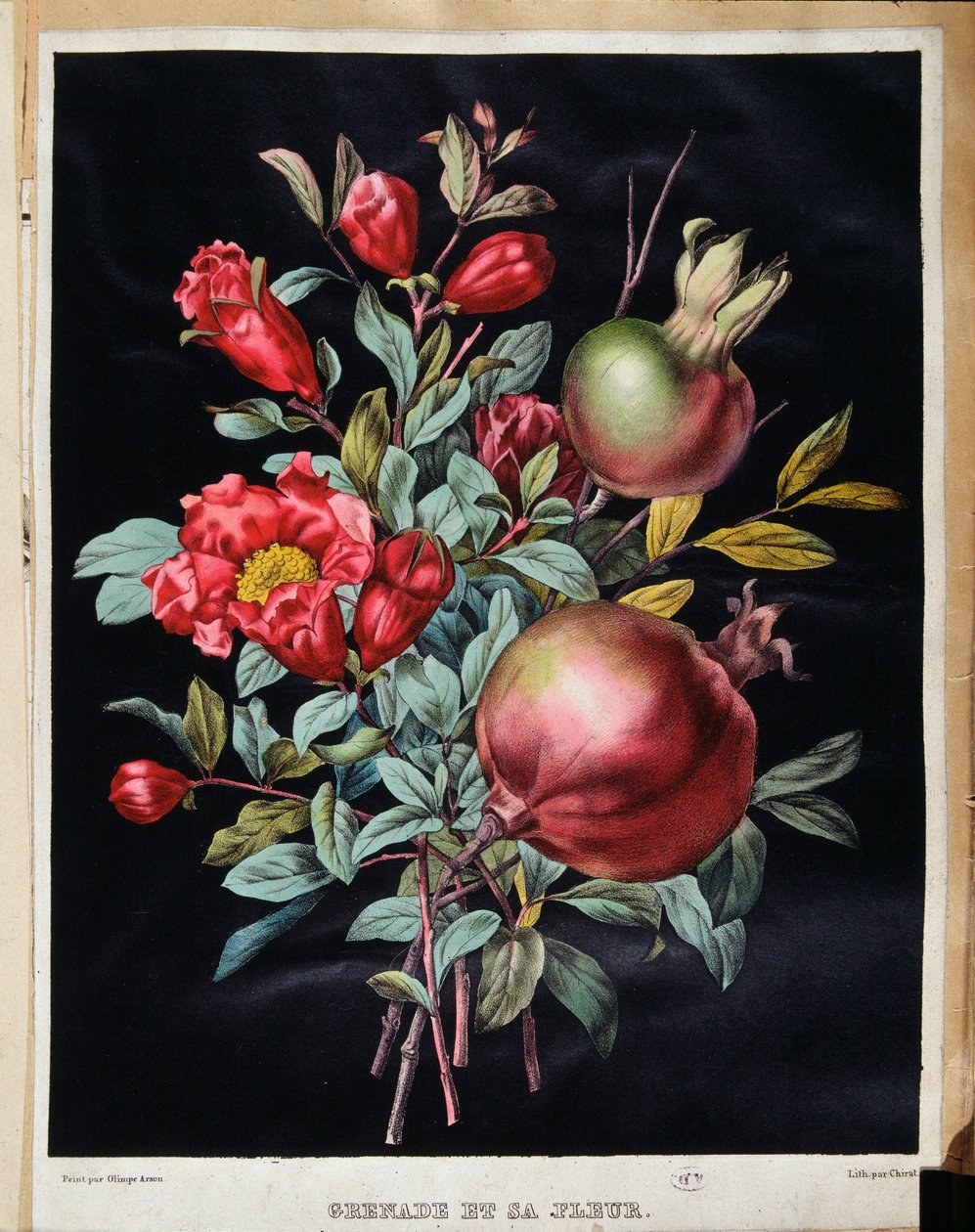 Granaatappel en zijn bloem - botanische plaat door School French