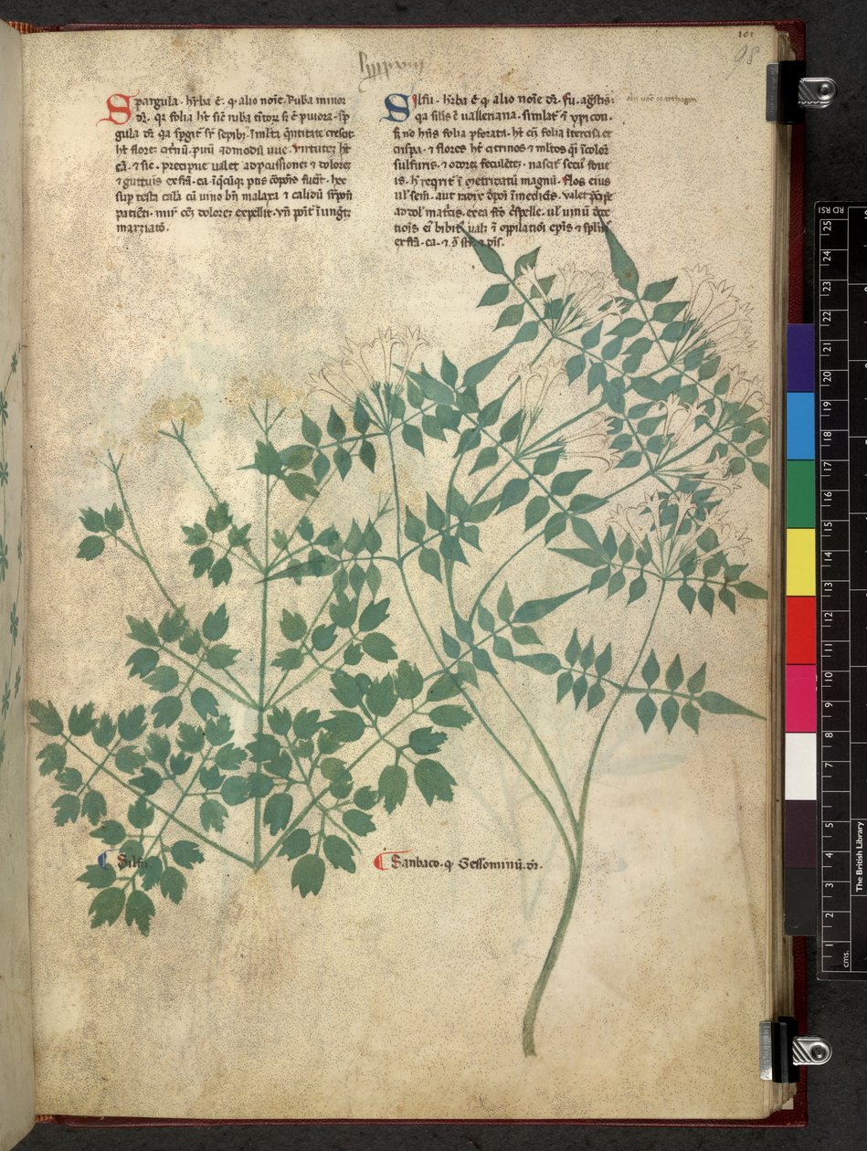 Spargula en Self, Tractatus de herbis (Kruidenboek) c.1280-1310 door School Italian