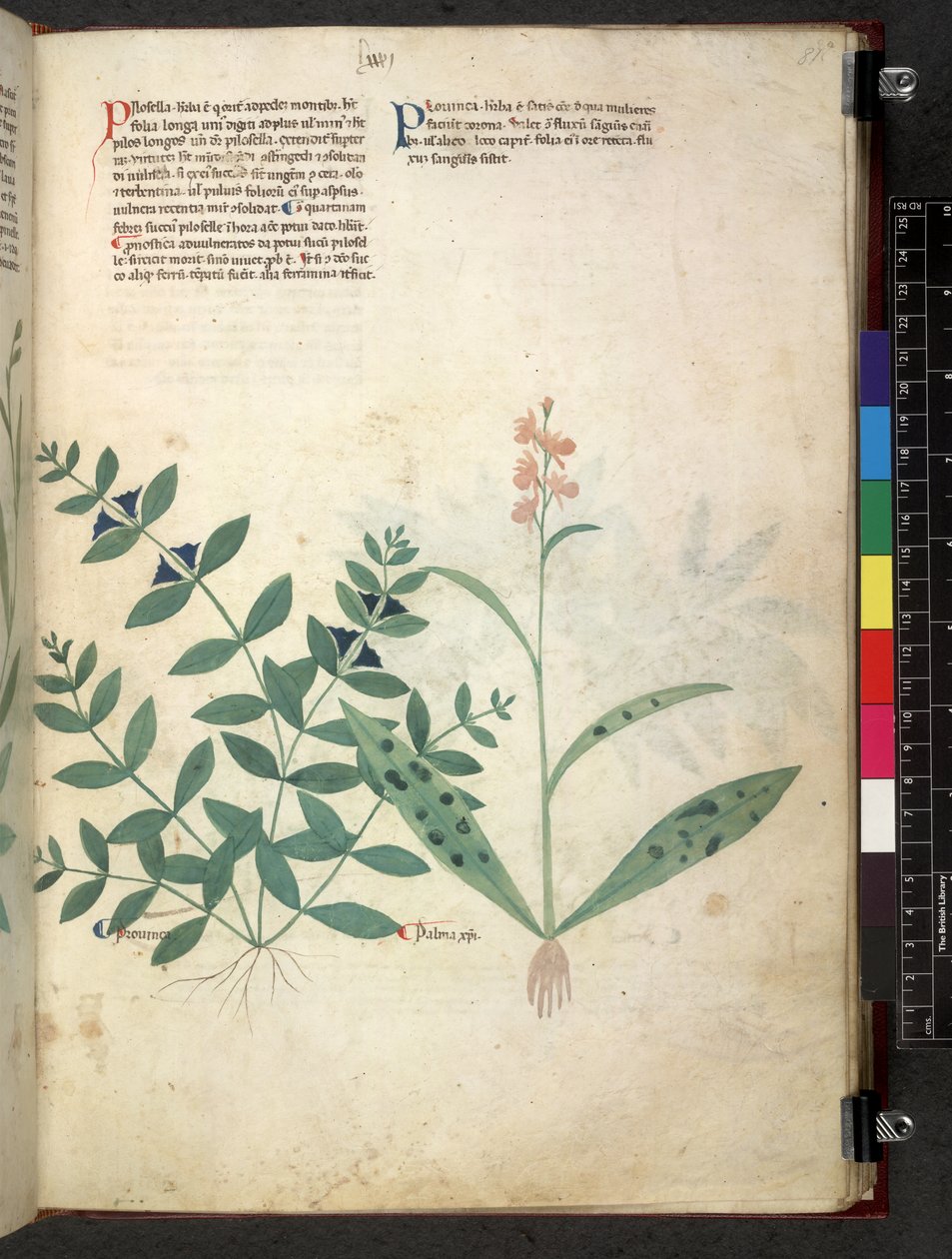 Tractatus de herbis (Kruidenboek) c.1280-1310 door School Italian