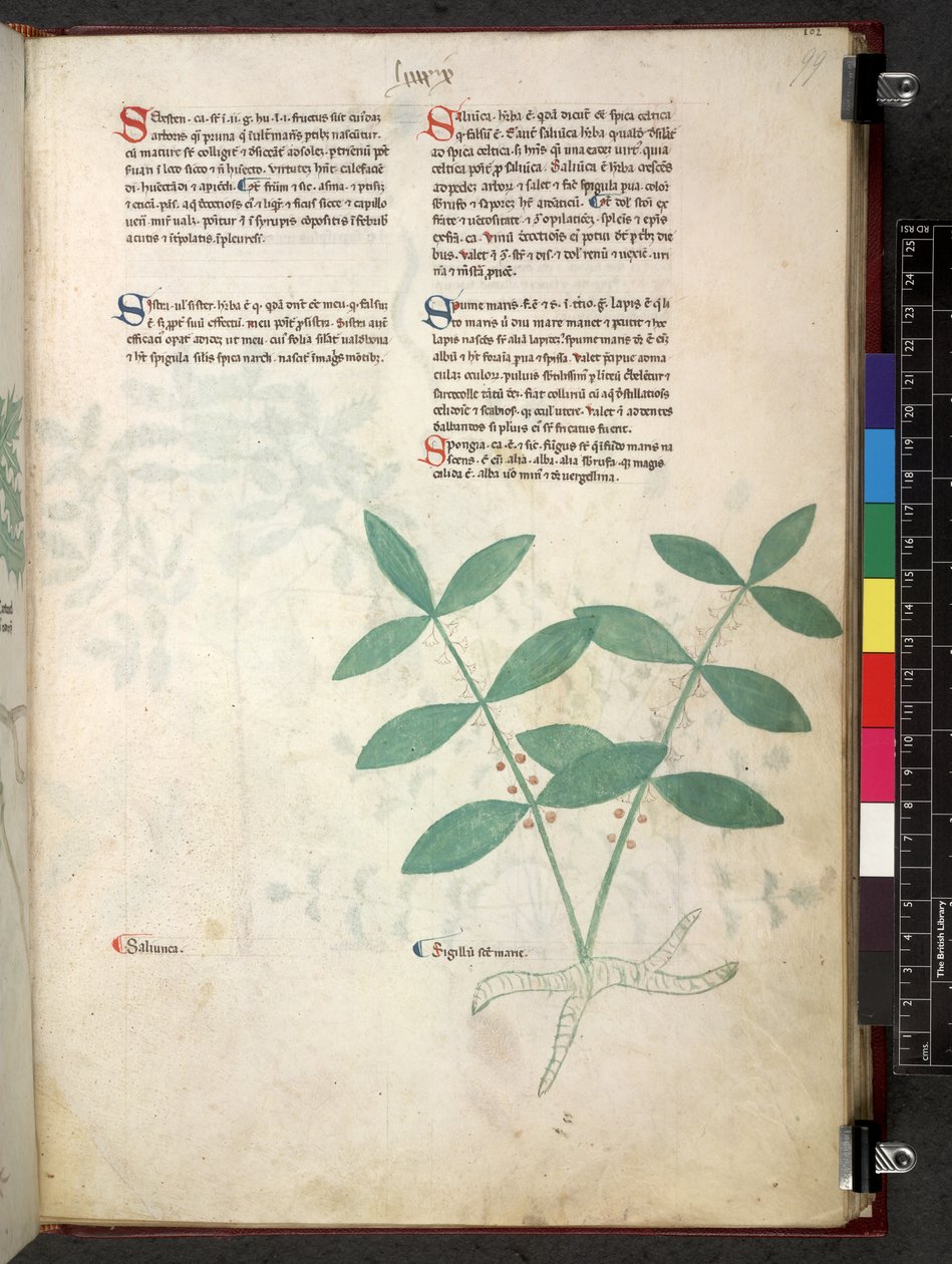 Tractatus de herbis (Kruidenboek) c.1280-1310 door School Italian