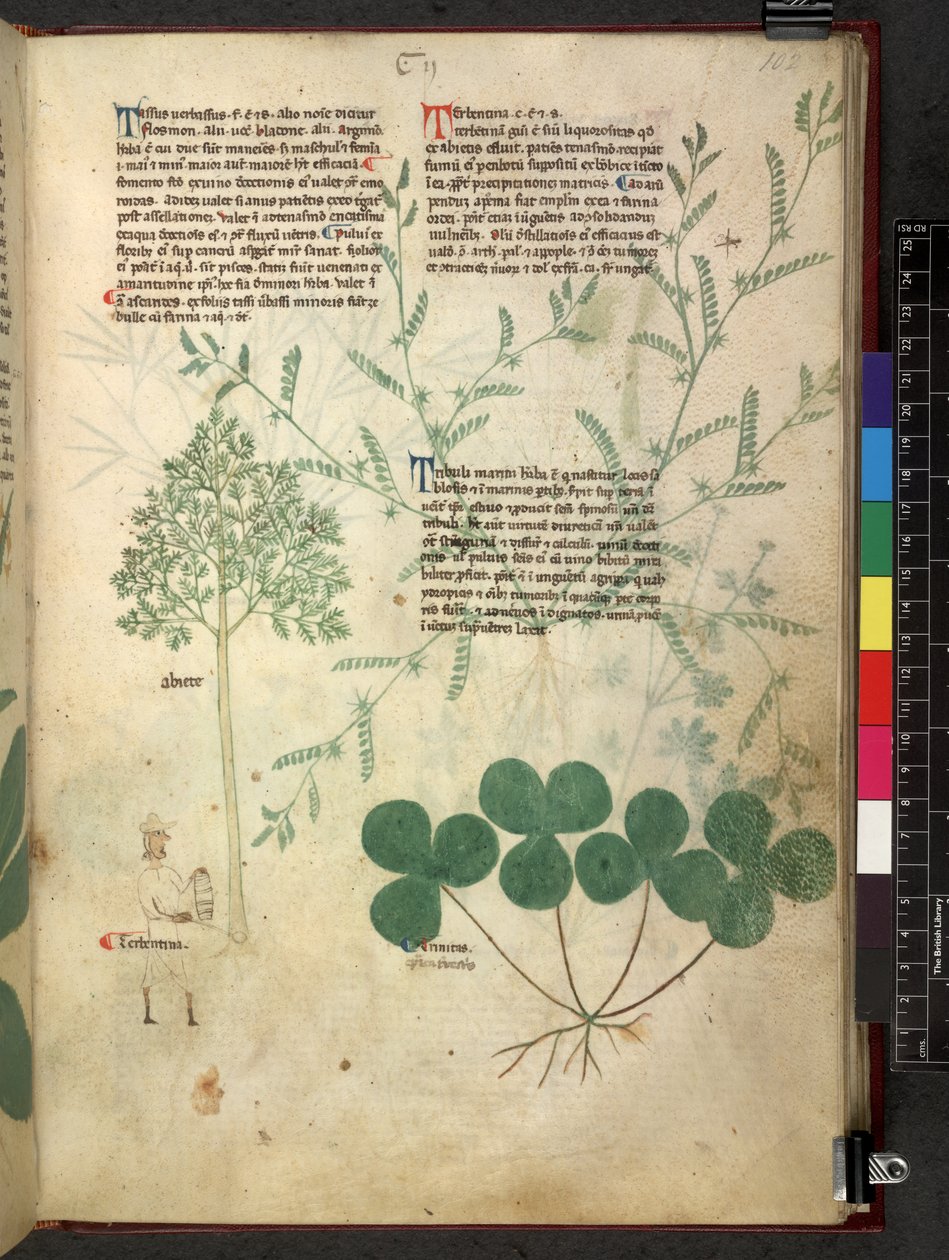 Tractatus de herbis (Kruidenboek) c.1280-1310 door School Italian