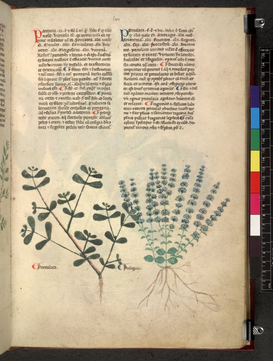 Tractatus de herbis (Kruidenboek) c.1280-1310 door School Italian