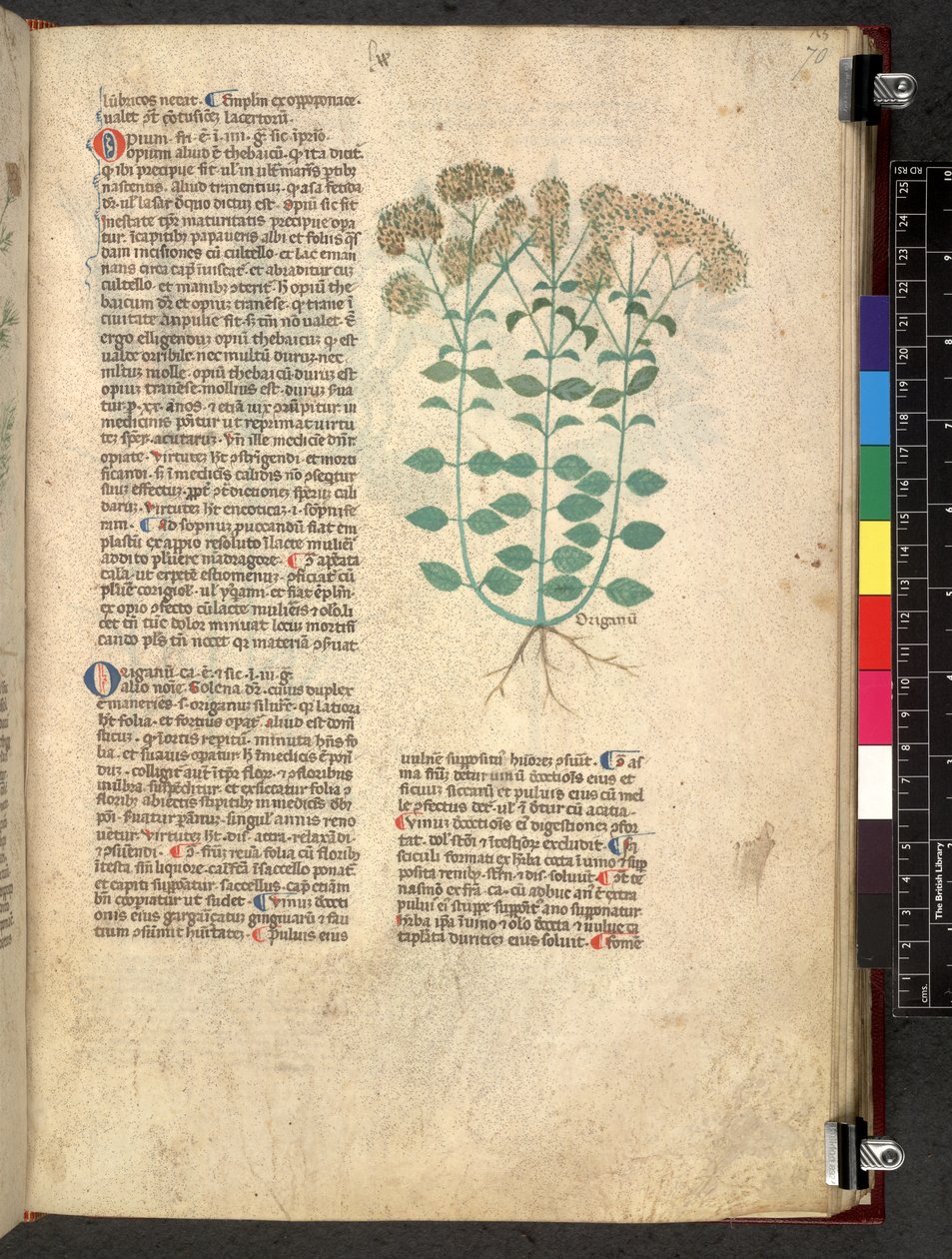Tractatus de herbis (Kruidenboek) c.1280-1310 door School Italian
