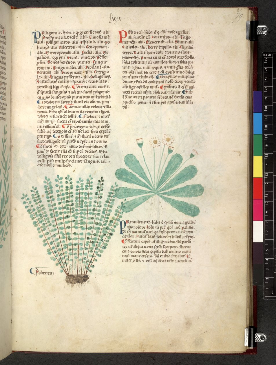 Tractatus de herbis (Kruidenboek) c.1280-1310 door School Italian