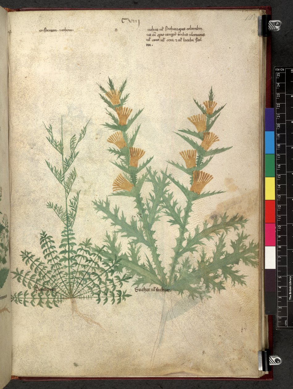Tractatus de herbis (Kruidenboek) c.1280-1310 door School Italian