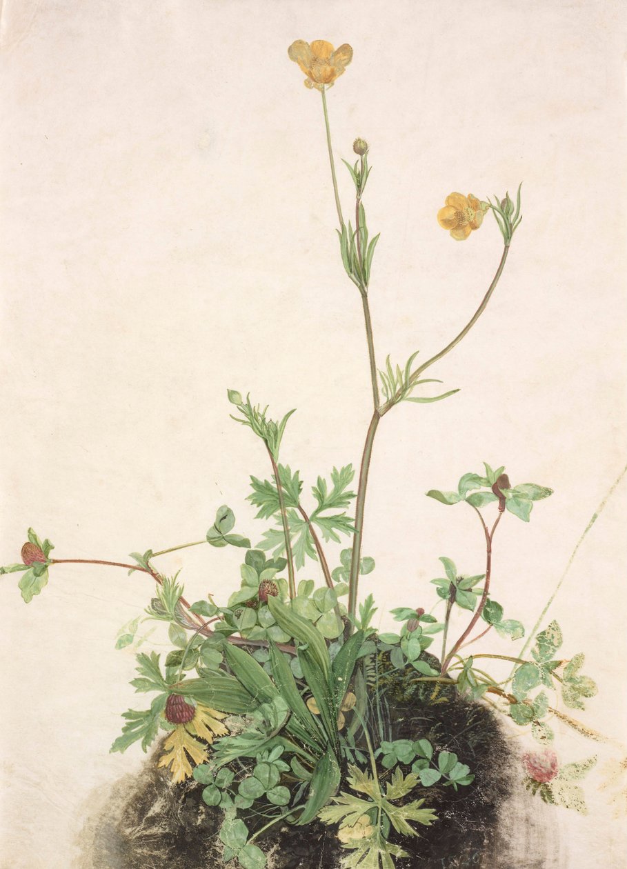 Duits: Boterbloem, rode klaver en weegbree Boterbloemen, rode klaver en weegbree door School of Albrecht Dürer