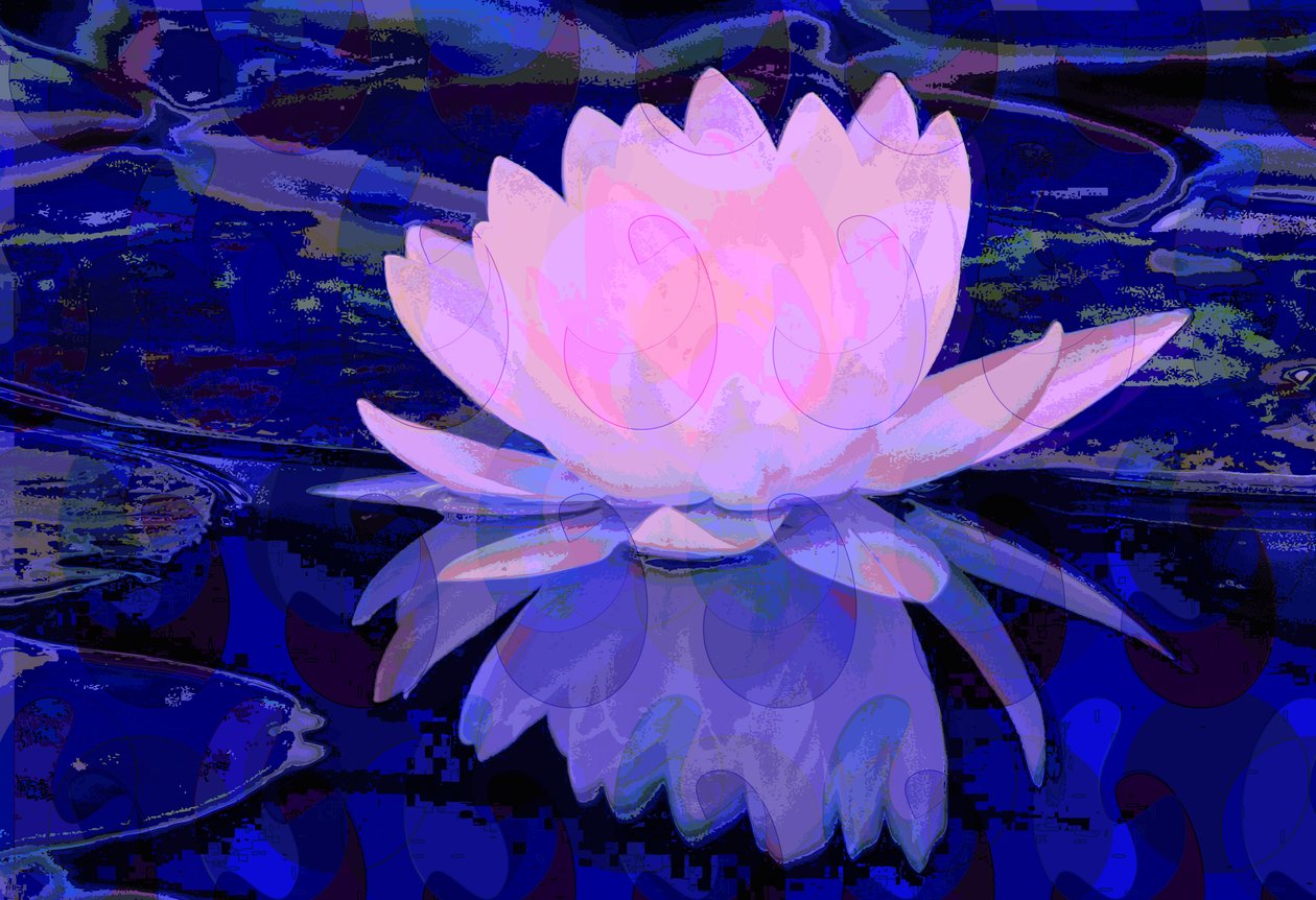 Roze Waterlelie door Scott J. Davis