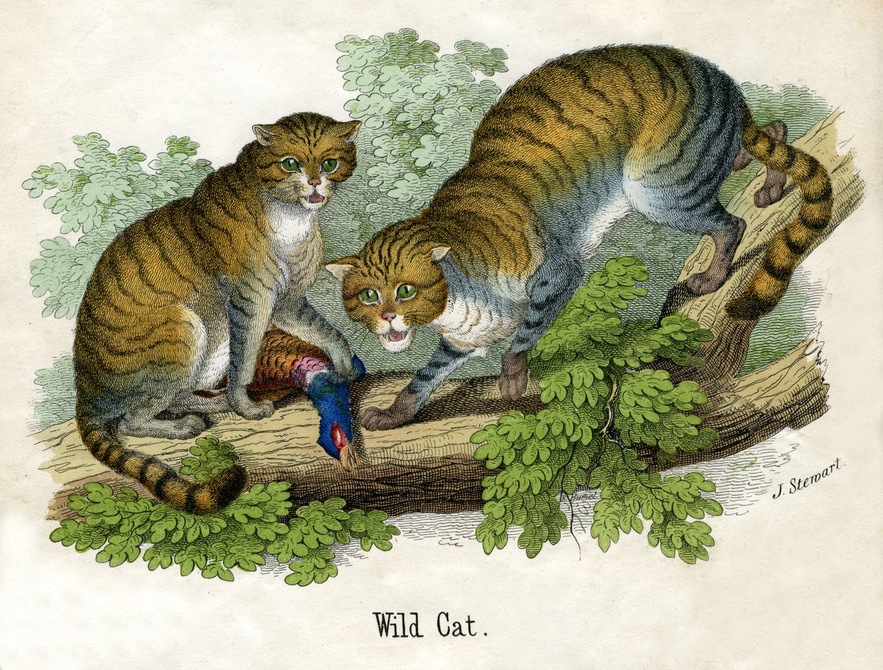 Antieke prent van twee lynxen door Scottish School
