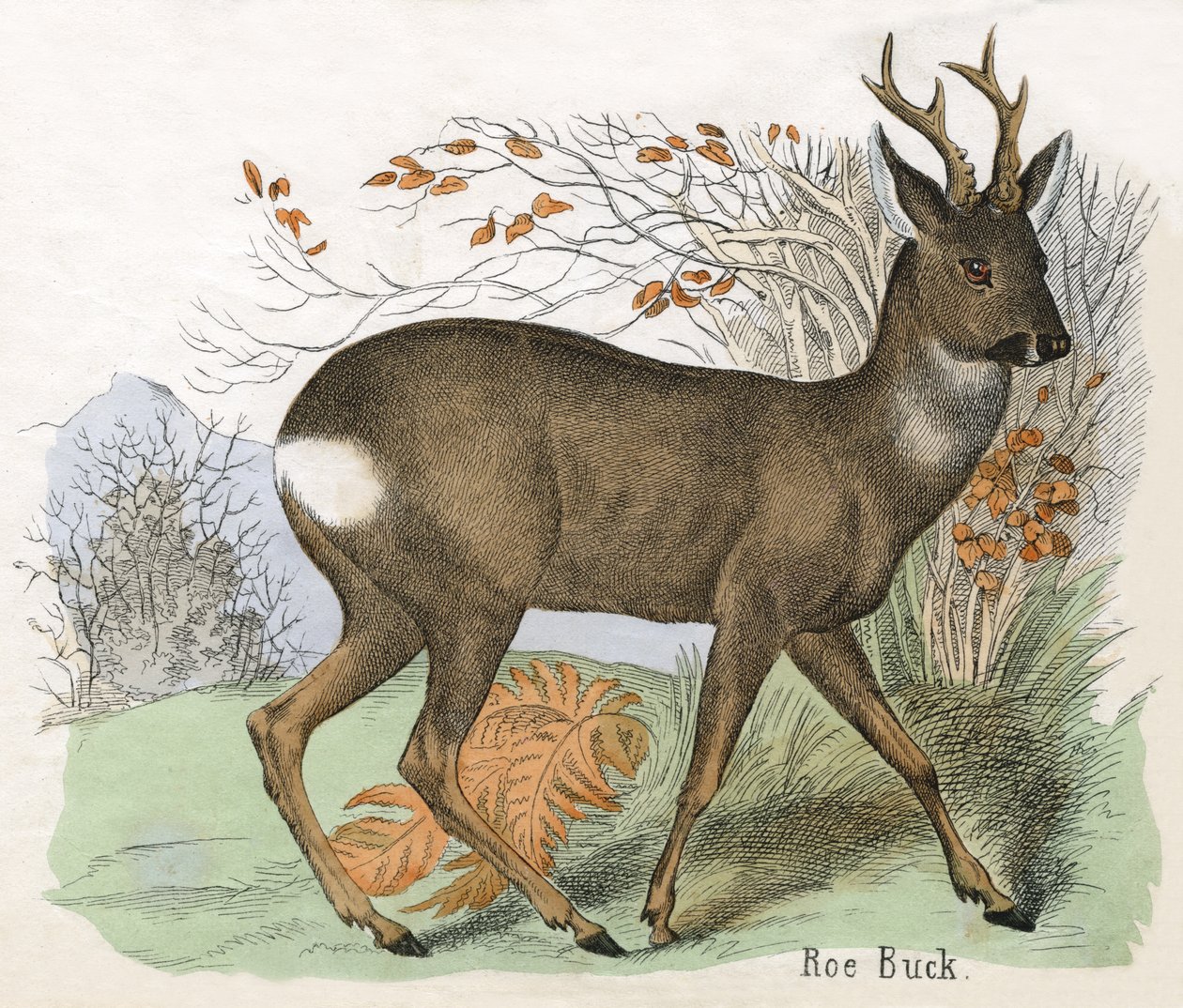 Antieke prent van een ree bok door Scottish School