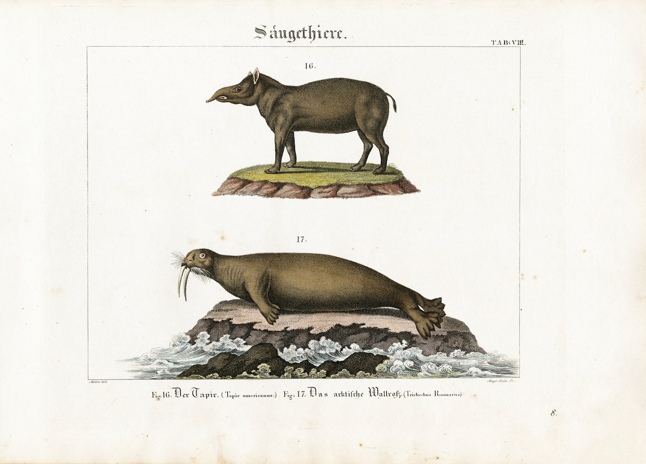 Tapir en Noordpoolwalrus door Senior Meyer