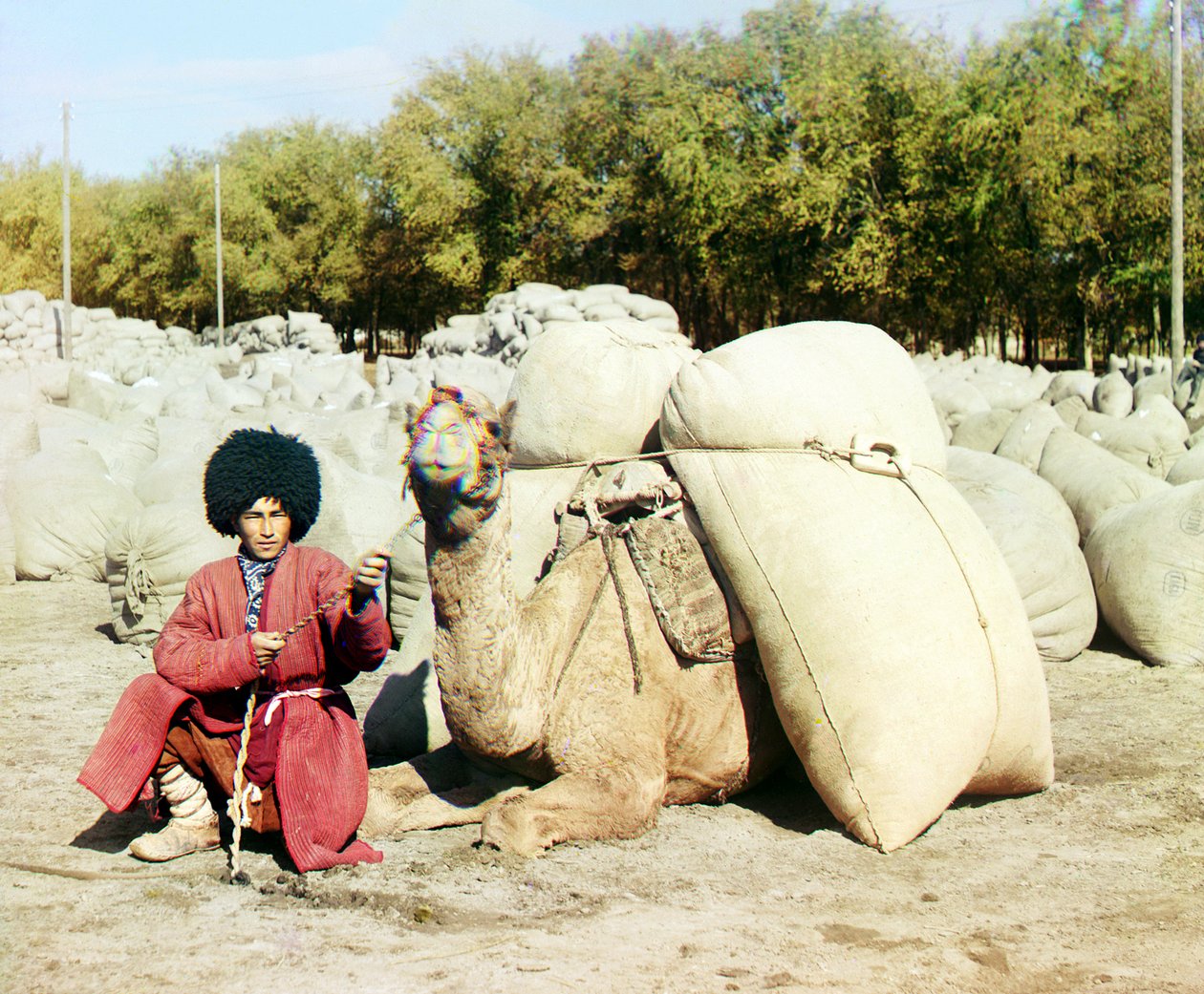 Turkmeense man poseert met kameel beladen met zakken katoen, Centraal-Azië, Russisch Rijk, tussen 1905 en 1915 door Sergey Prokudin Gorsky