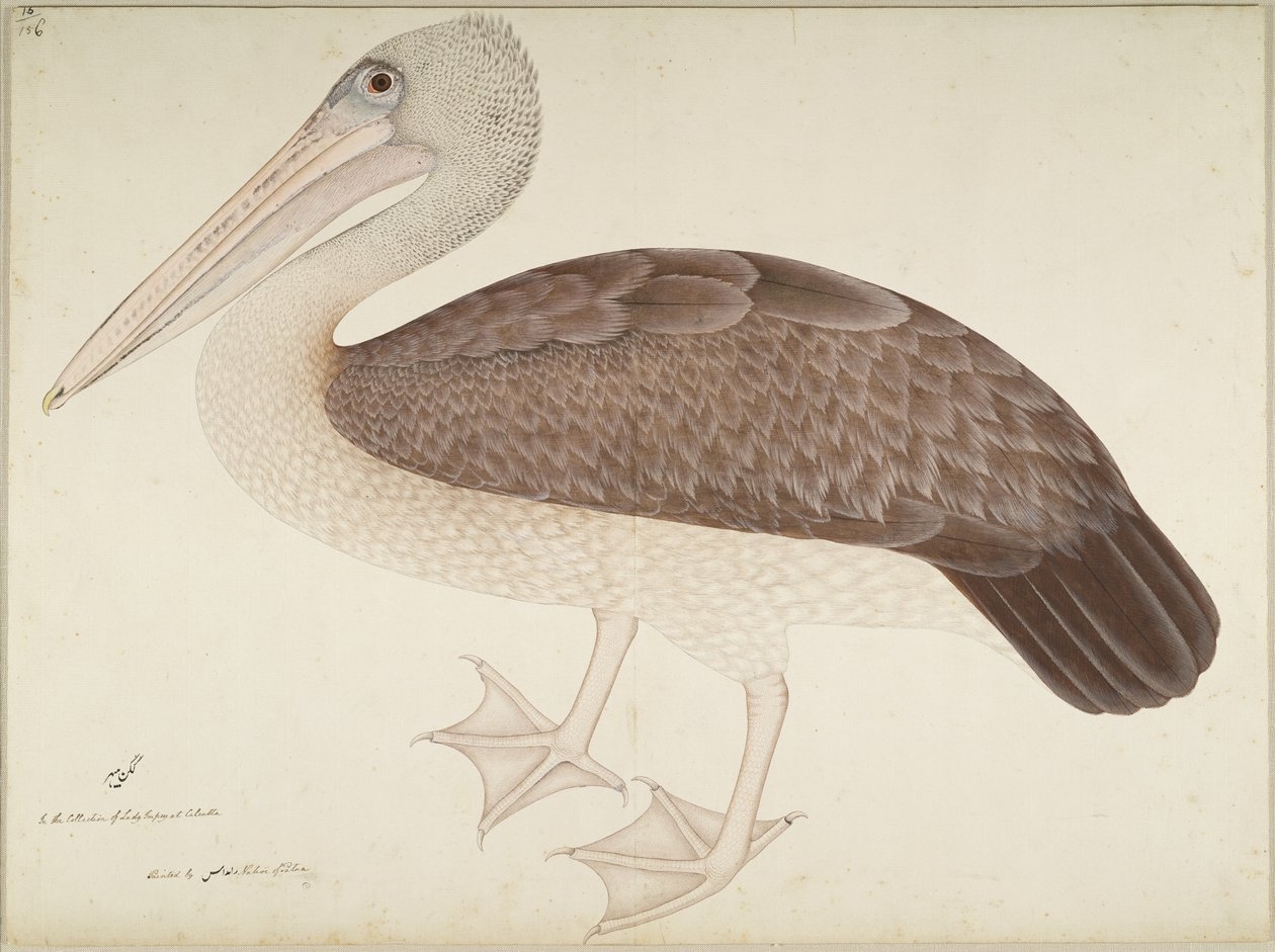 Gevlekte Pelikaan, folio uit een Serie in Opdracht van Lady Impey, ca. 1780-82 door Shaikh Zain ud Din