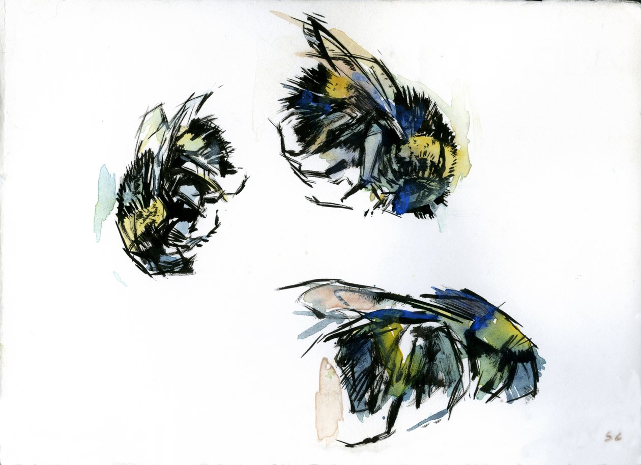 Bijenstudies, 2024 (inkt op papier) door Shaun Carey