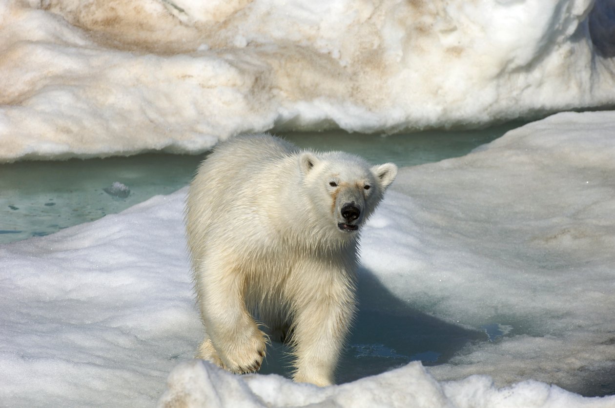 IJsbeer (Ursus maritimus) loopt over een ijsschots, Svalbard-eilanden, Noorwegen, 2022 (foto) door Sisse Brimberg