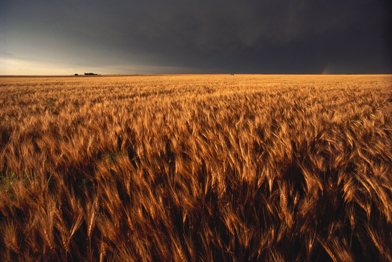 Verenigde Staten, Kansas, Zomerse onweersbui nadert tarweveld door Sisse Brimberg