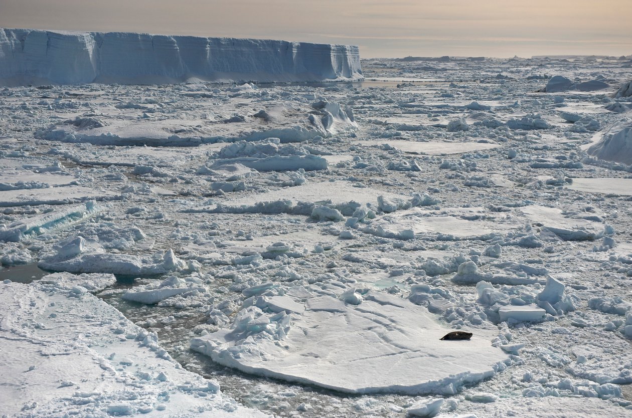 Weddellzeehond, Leptonychotes weddellii, rustend bij tabulaire ijsbergen. Antarctica door Sisse Brimberg