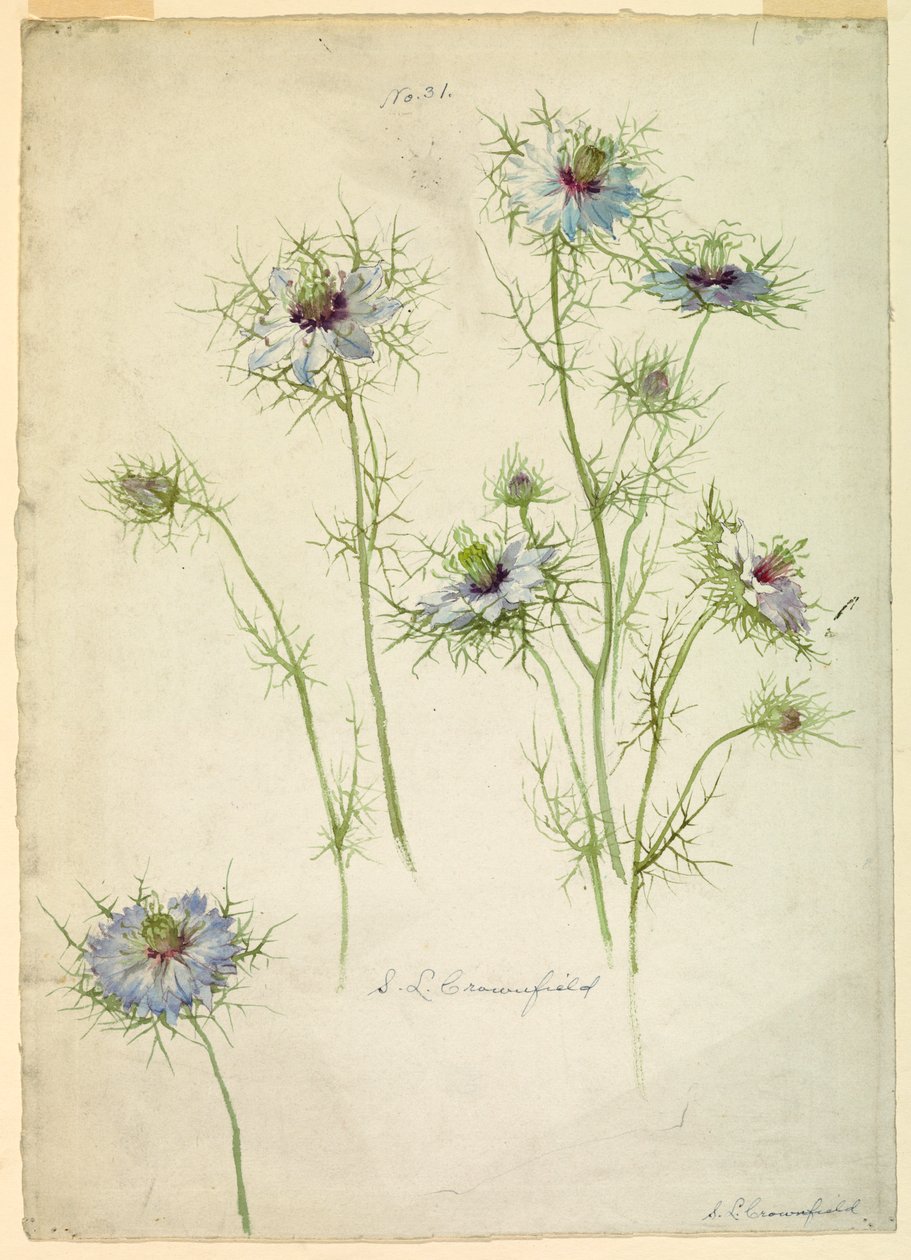 Tekening, Studies: Liefde in de mist, eind 19e eeuw door Sophia L. Crownfield