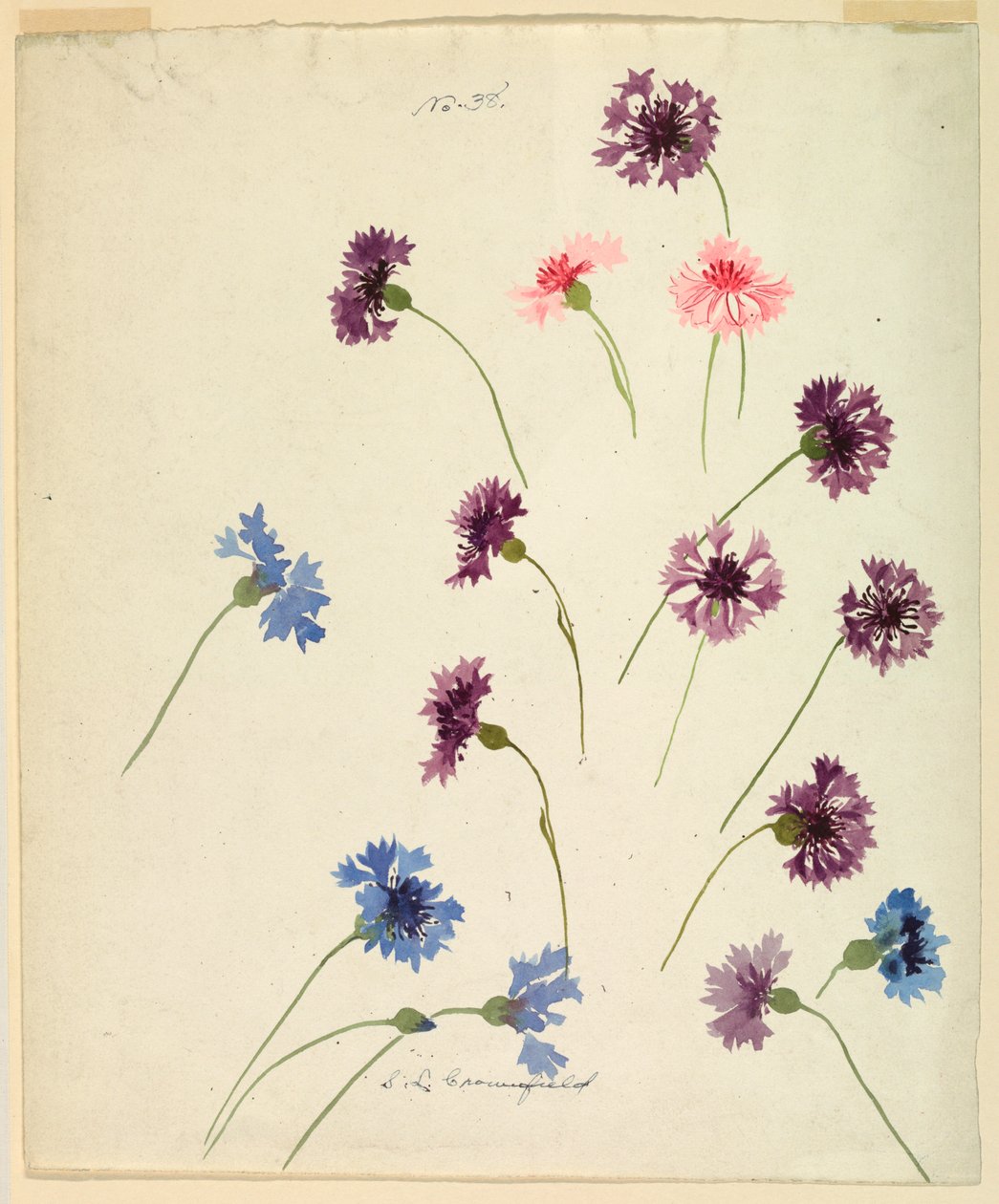 Tekening, Studie: Korenbloemen, eind 19e eeuw door Sophia L. Crownfield
