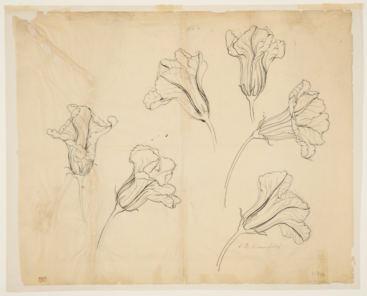 Studies van pompoen- of kalebasbloemen door Sophia L. Crownfield