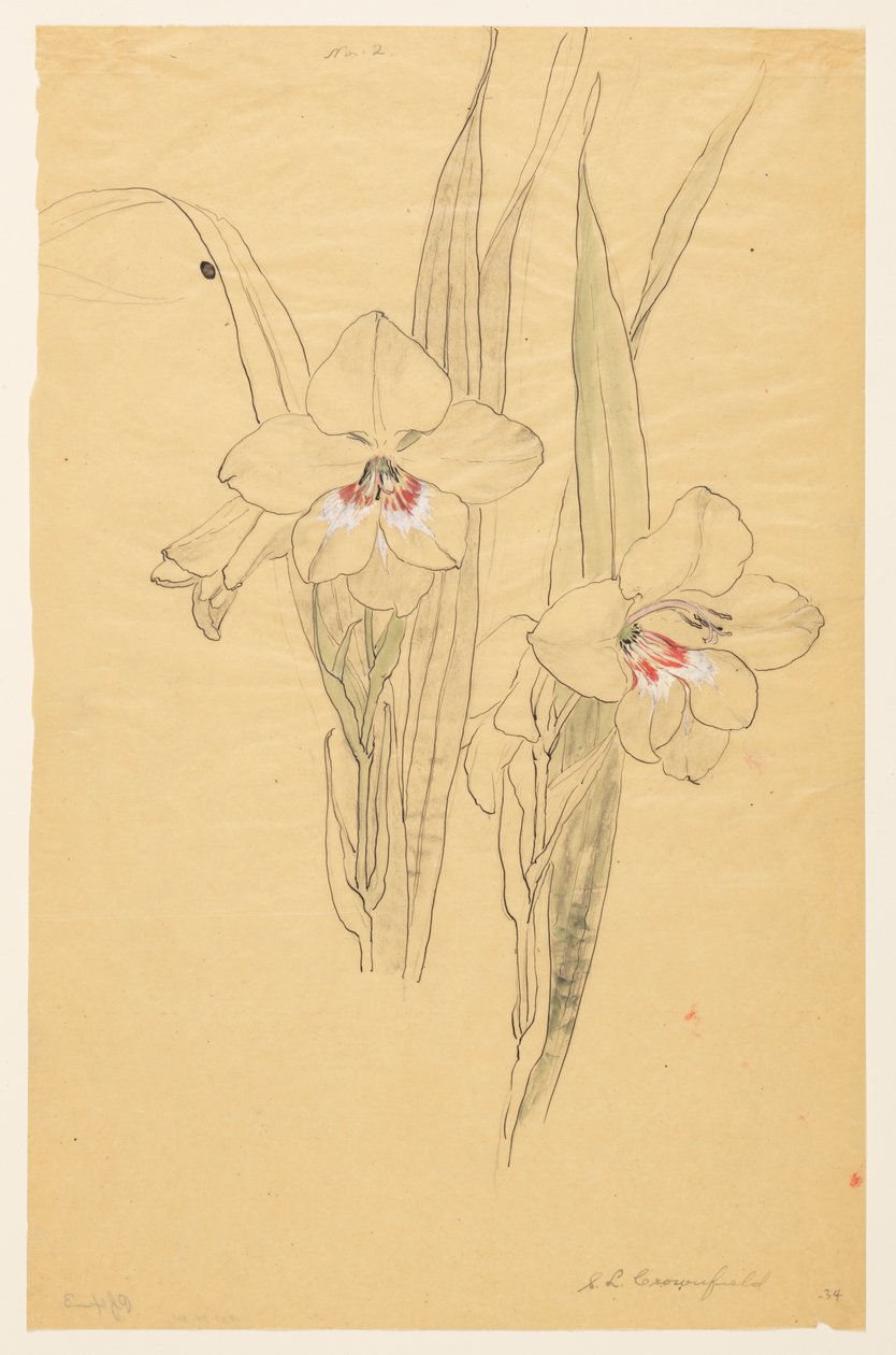 Studie van amaryllissen door Sophia L. Crownfield
