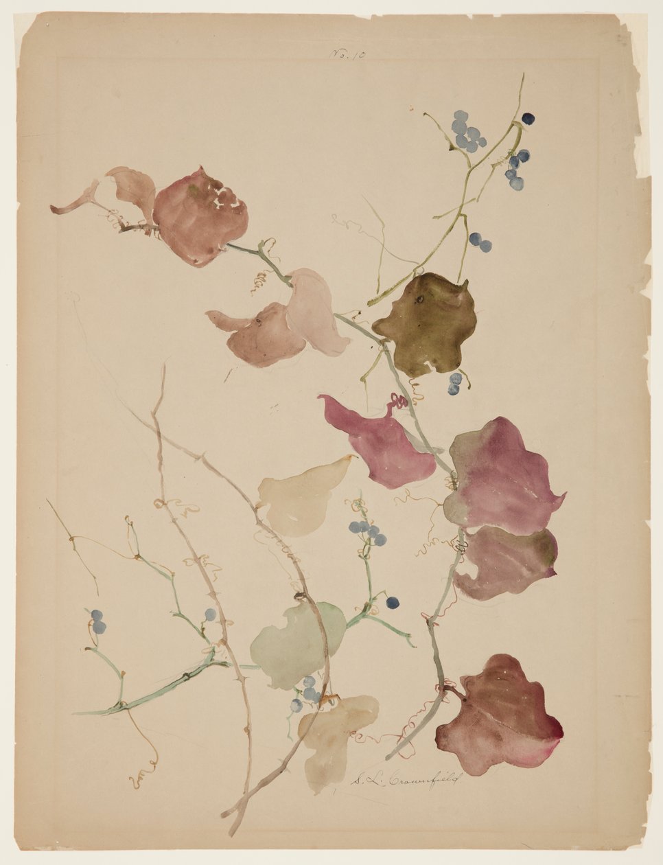 Studie van Clematis Wijnstok met Blauwe Bessen door Sophia L. Crownfield