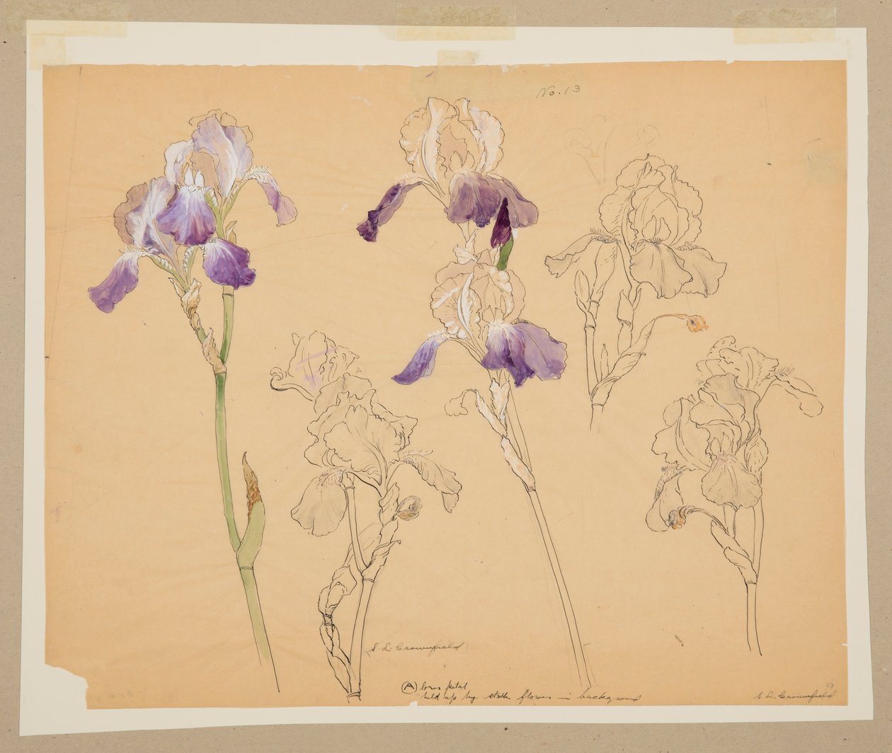 Studie van irissen door Sophia L. Crownfield