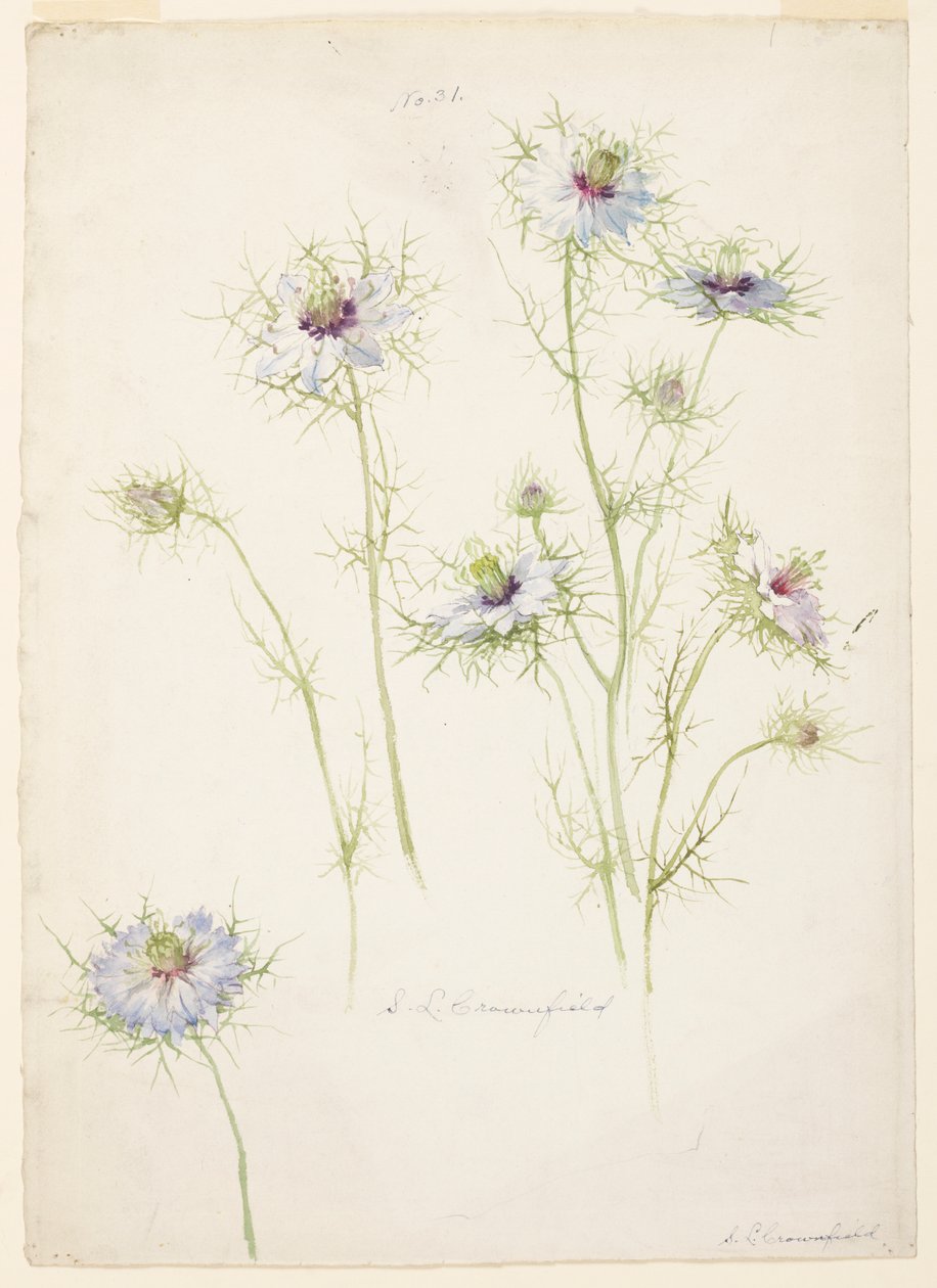 Studie van juffertje-in-het-groen door Sophia L. Crownfield