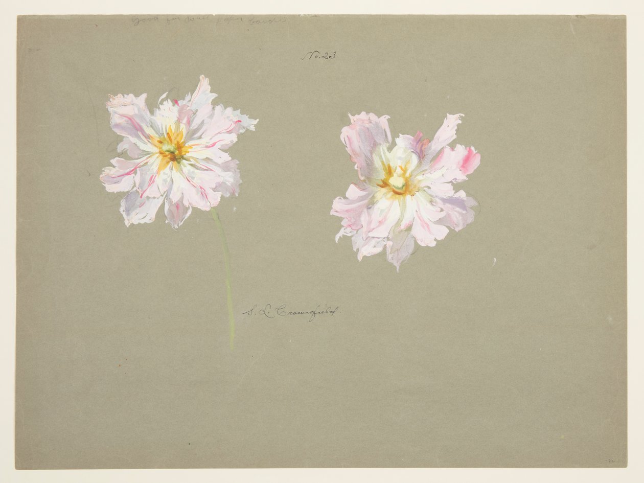 Studie van Lichtroze Pioenen door Sophia L. Crownfield