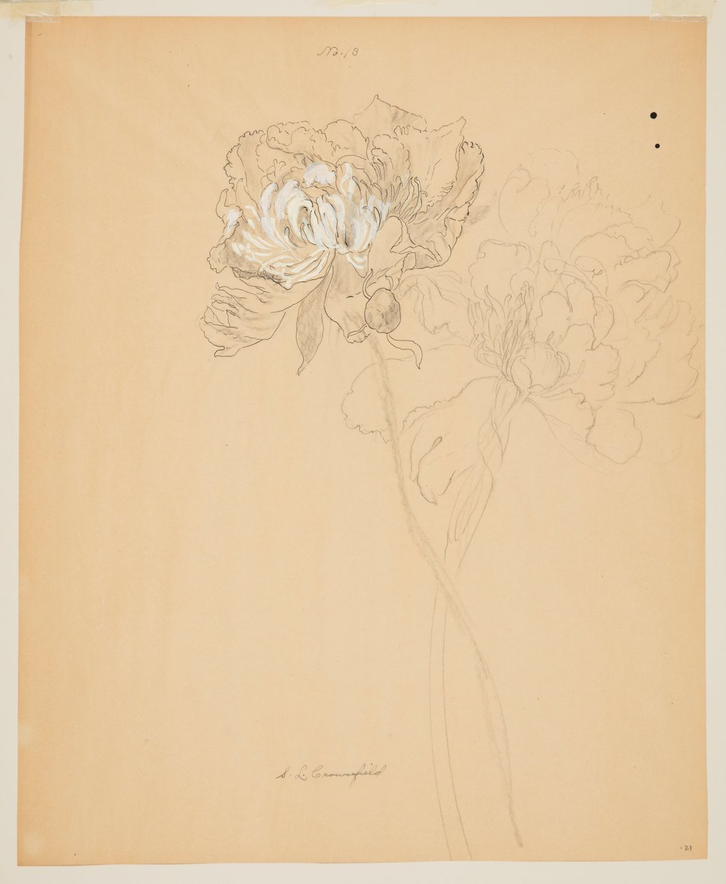 Studie van Pioenen door Sophia L. Crownfield