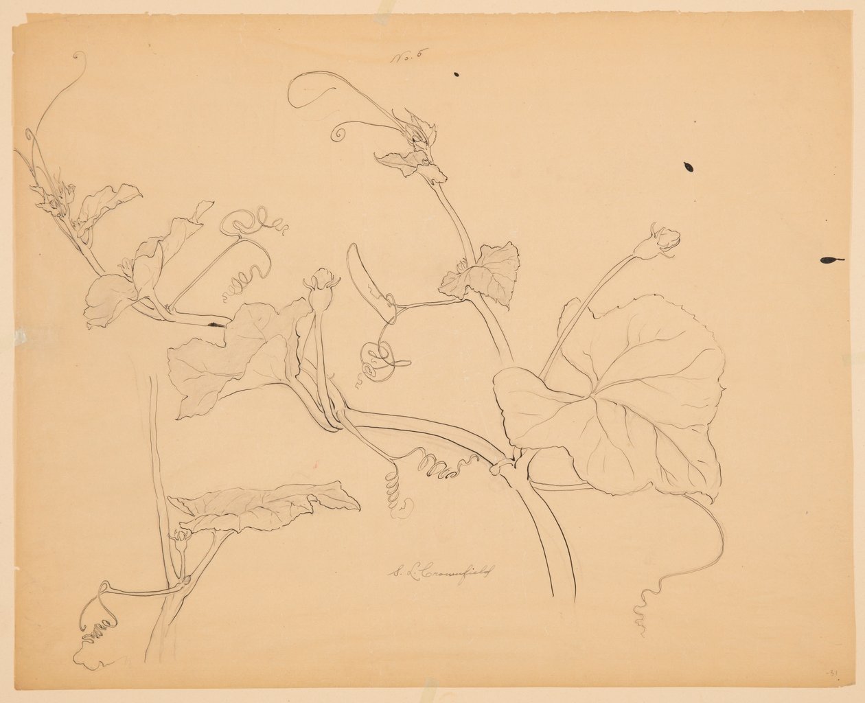 Studie van Pompoenranken door Sophia L. Crownfield