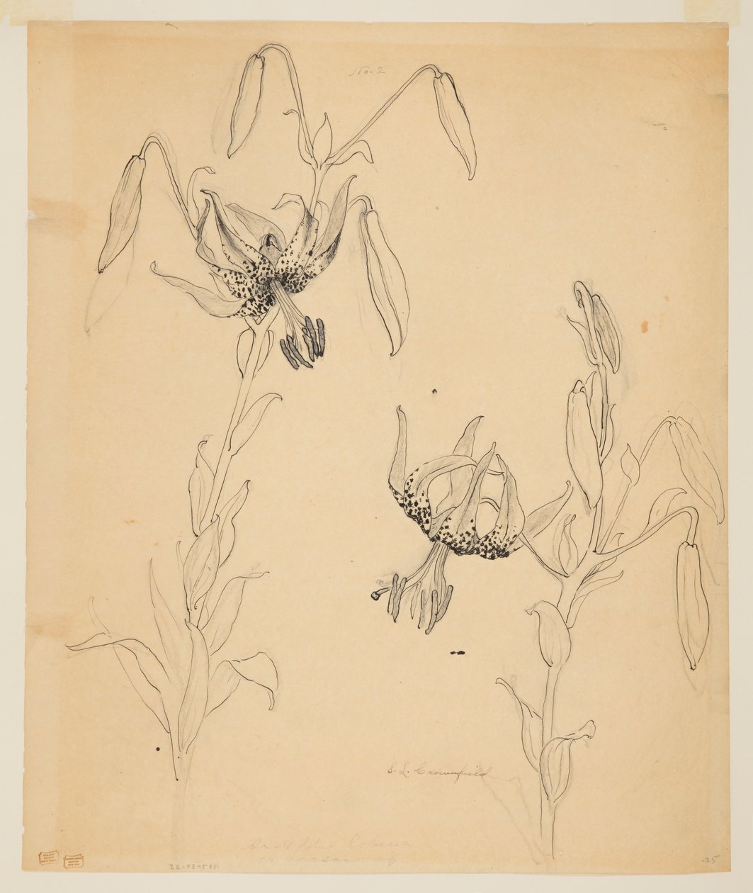 Studie van tijgerlelies door Sophia L. Crownfield