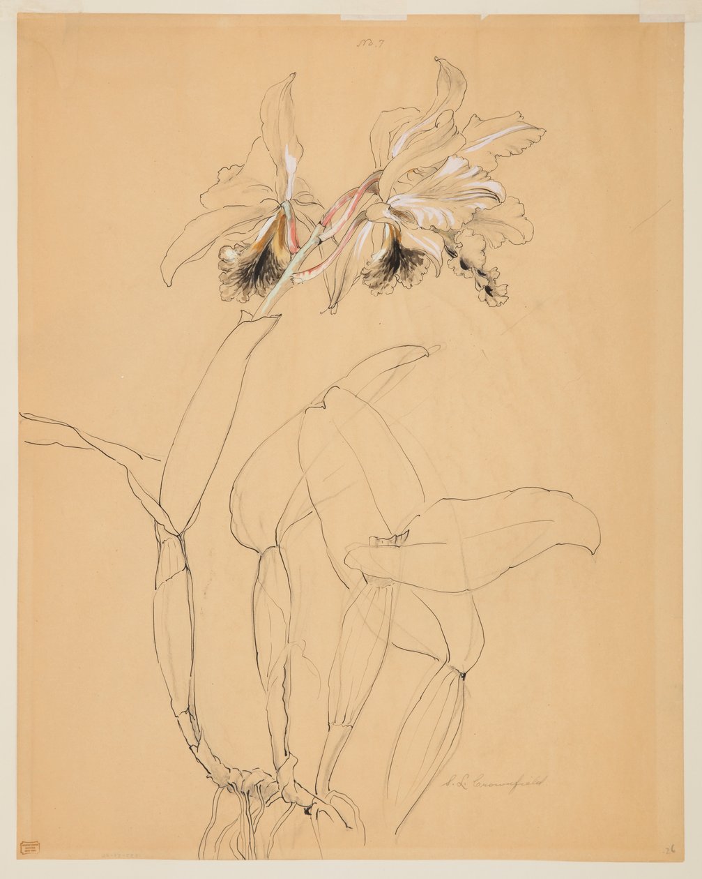 Studie van een orchidee door Sophia L. Crownfield