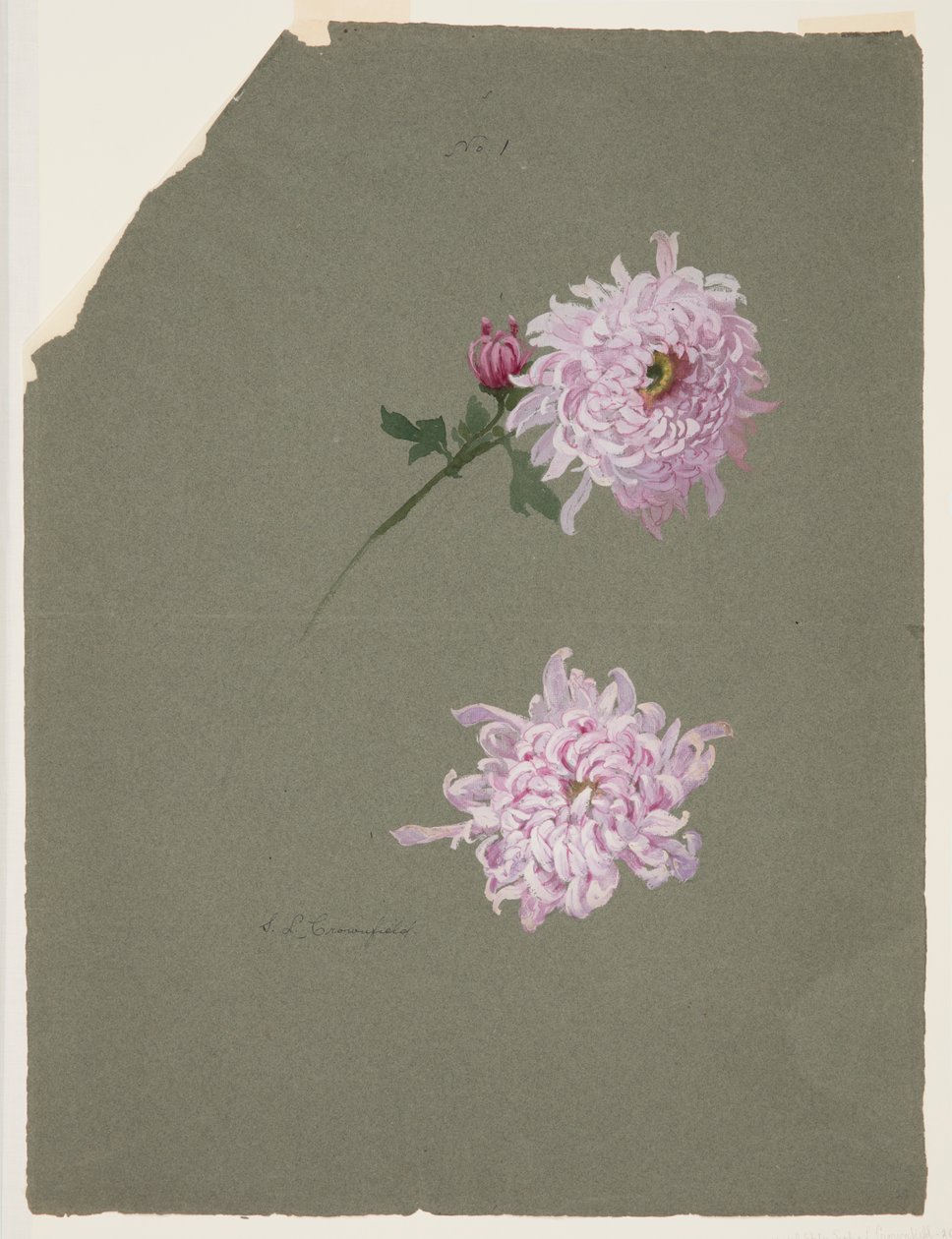 Twee studies van violette chrysanten door Sophia L. Crownfield