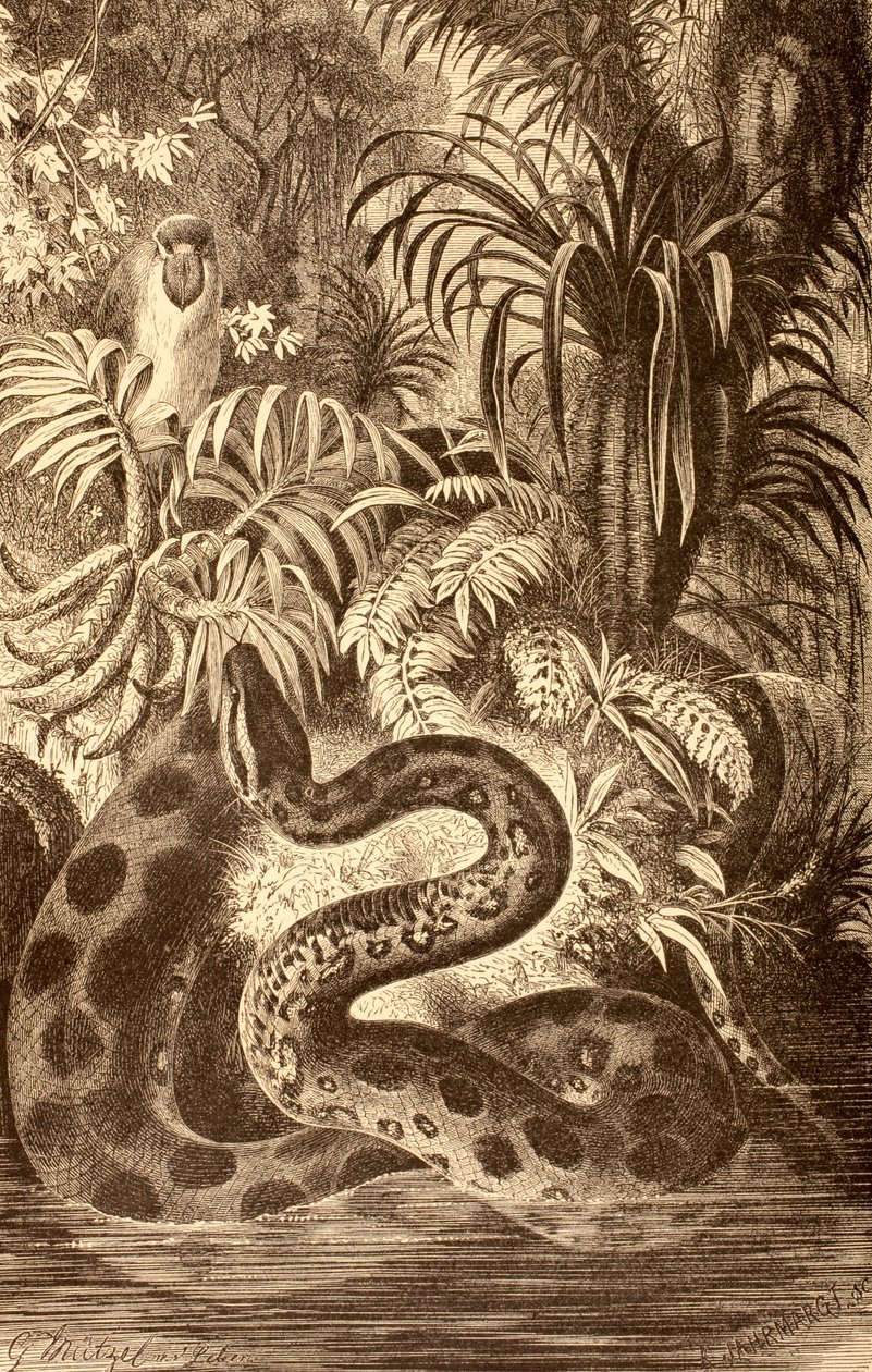Anaconda op zoek naar prooi, uit 