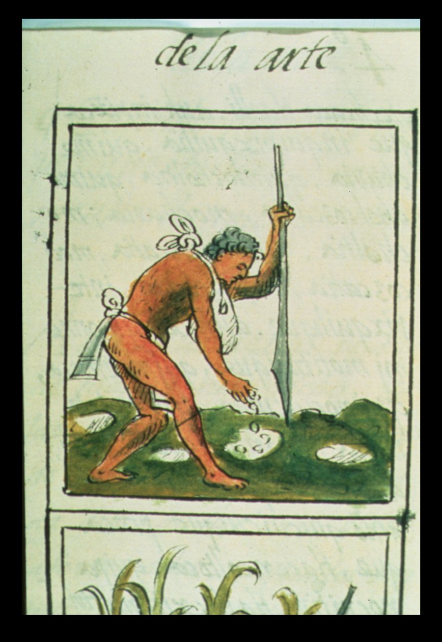 Azteekse man die maïs plant, uit de 